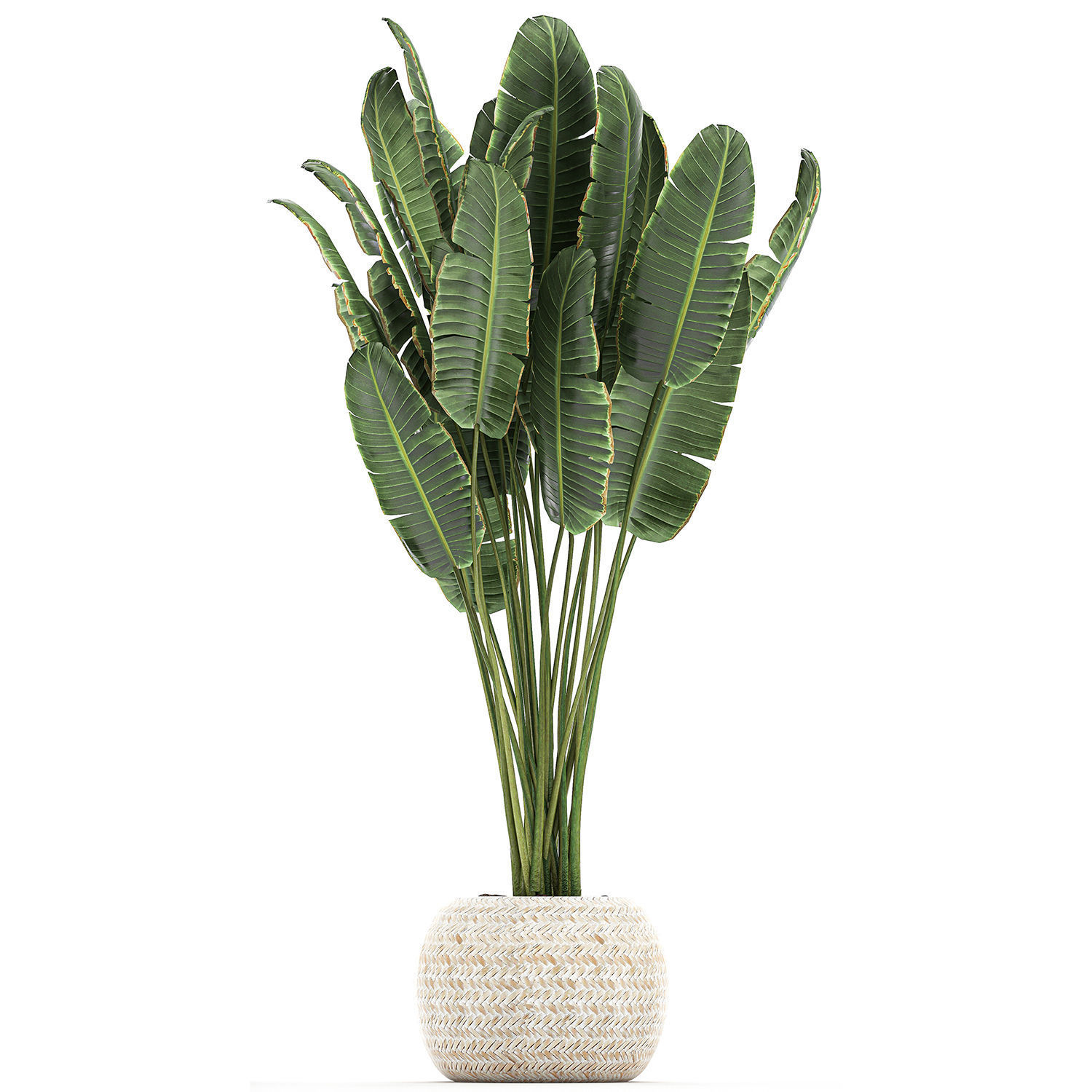 Houseplants in a white basket rattan for the interior 713 3D model_12