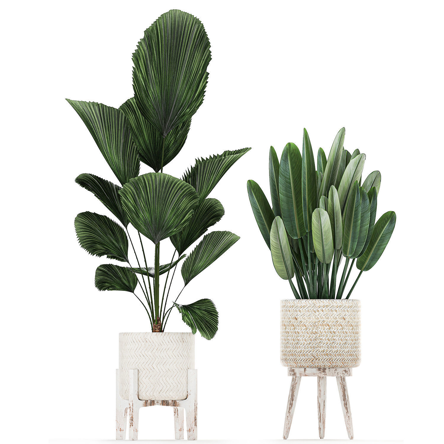 Houseplants in a white basket rattan for the interior 713 3D model_3