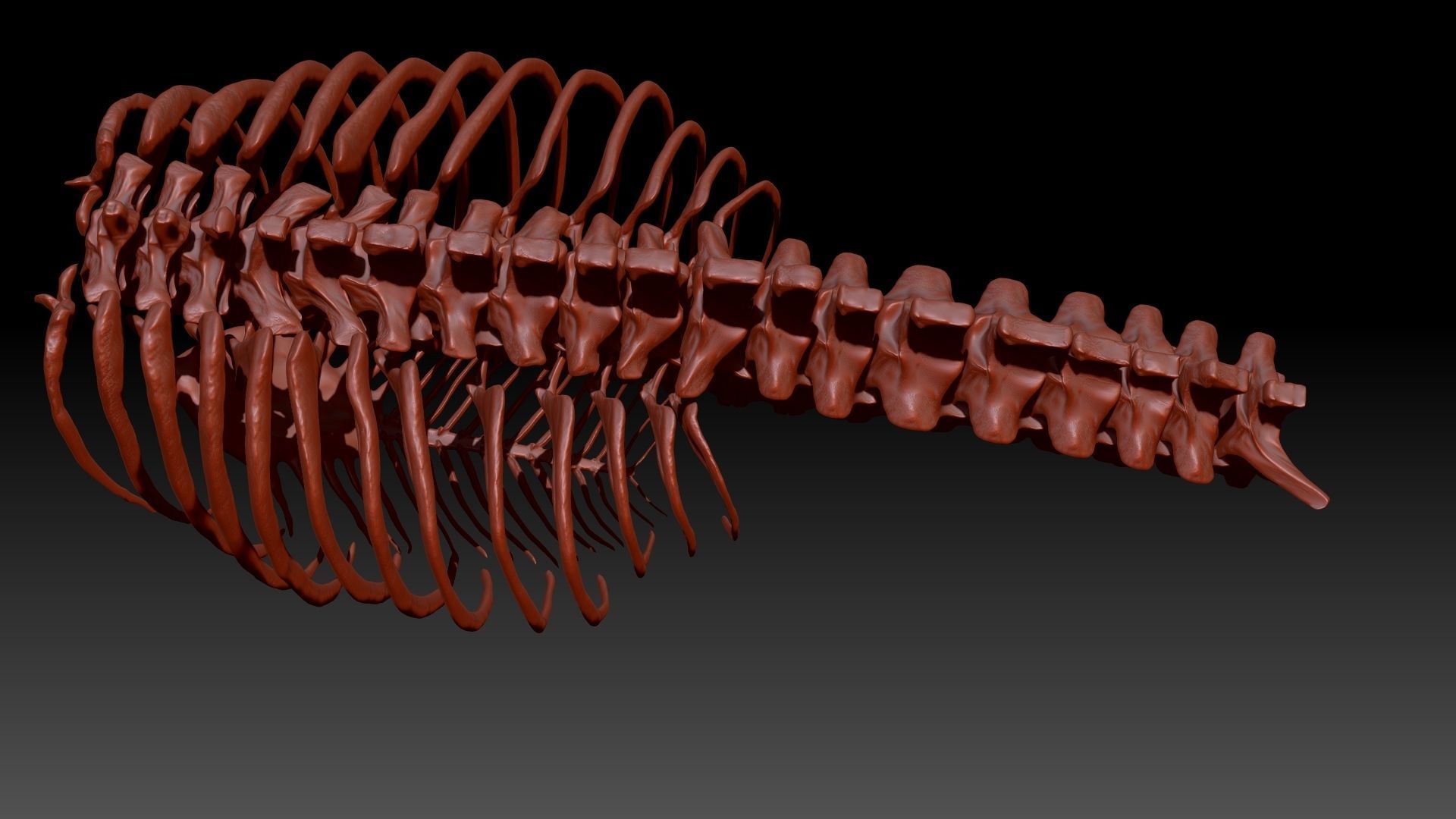 Dinosaur TRex Spine Rib Set Skeletons 3D model_5
