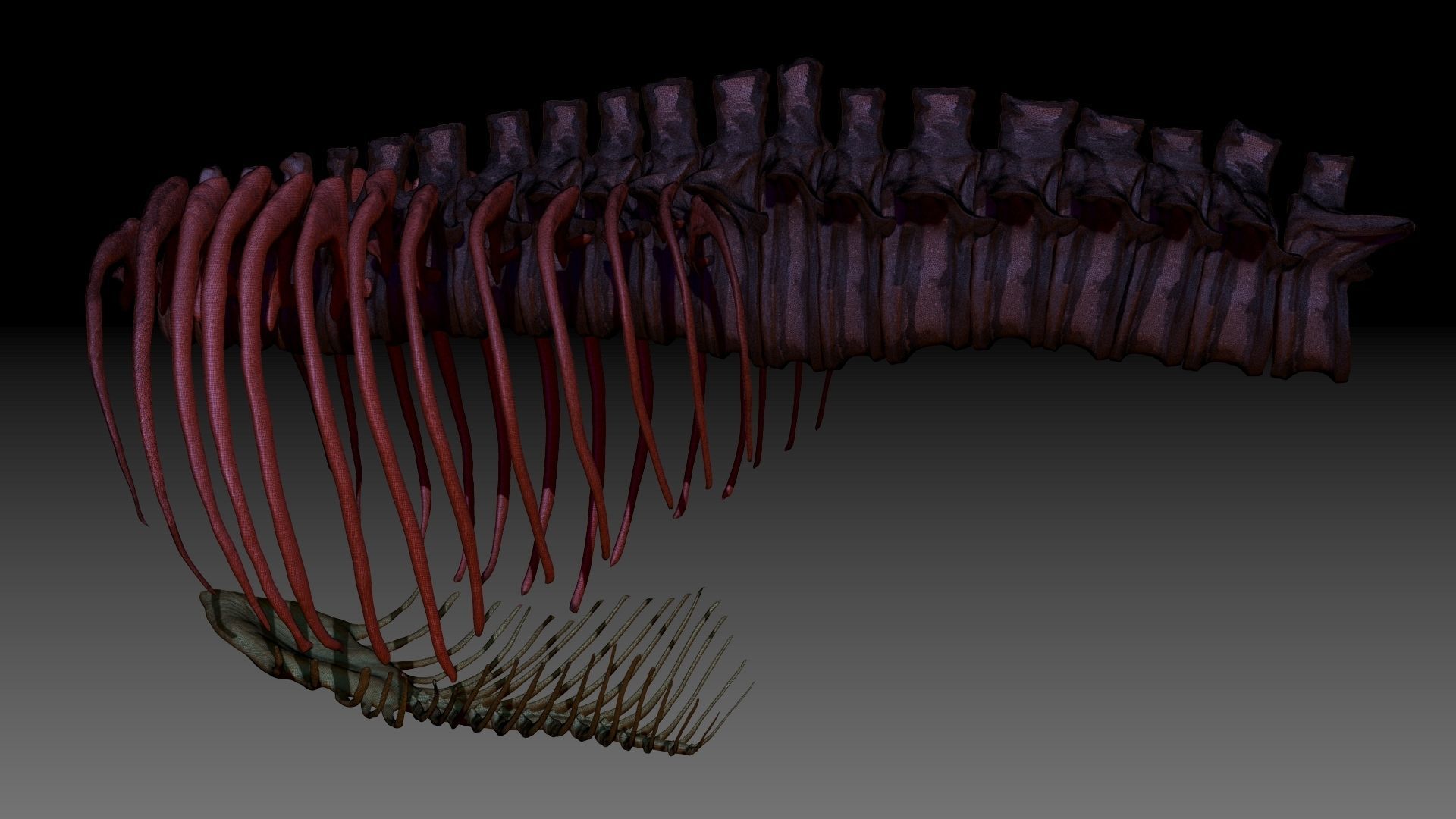 Dinosaur TRex Spine Rib Set Skeletons 3D model_3