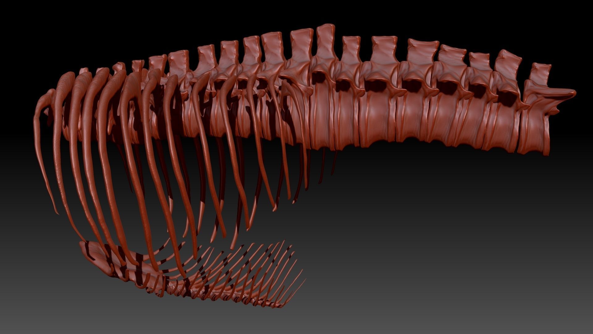 Dinosaur TRex Spine Rib Set Skeletons 3D model_4
