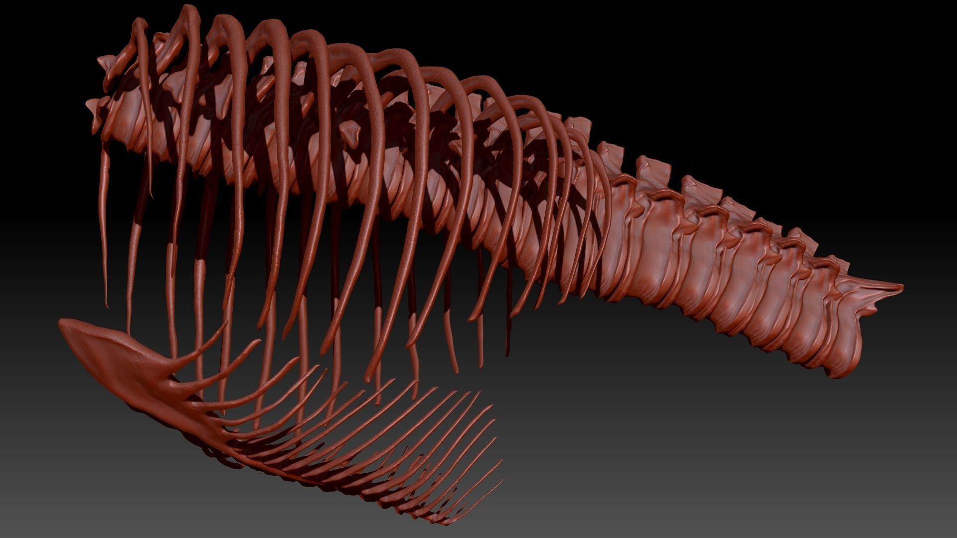 Dinosaur TRex Spine Rib Set Skeletons 3D model_2
