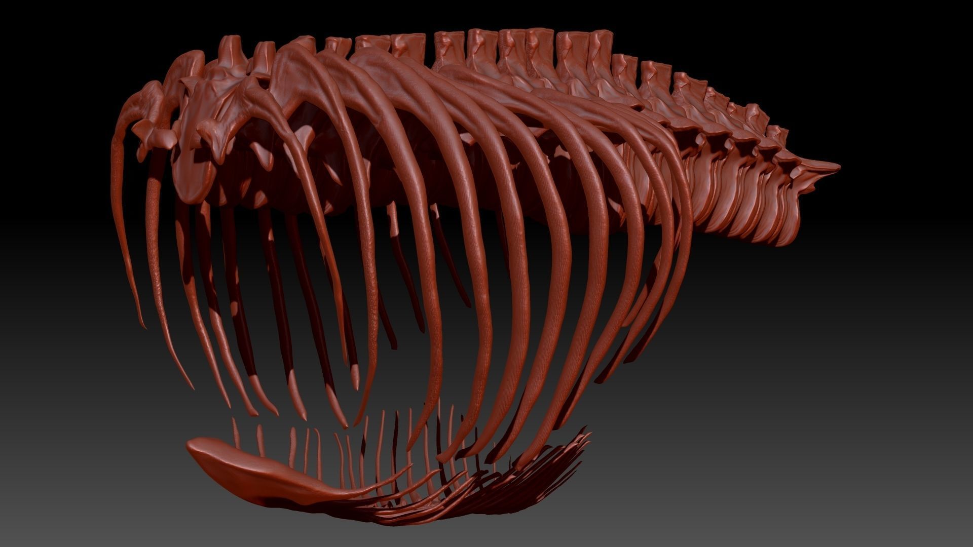 Dinosaur TRex Spine Rib Set Skeletons 3D model_1