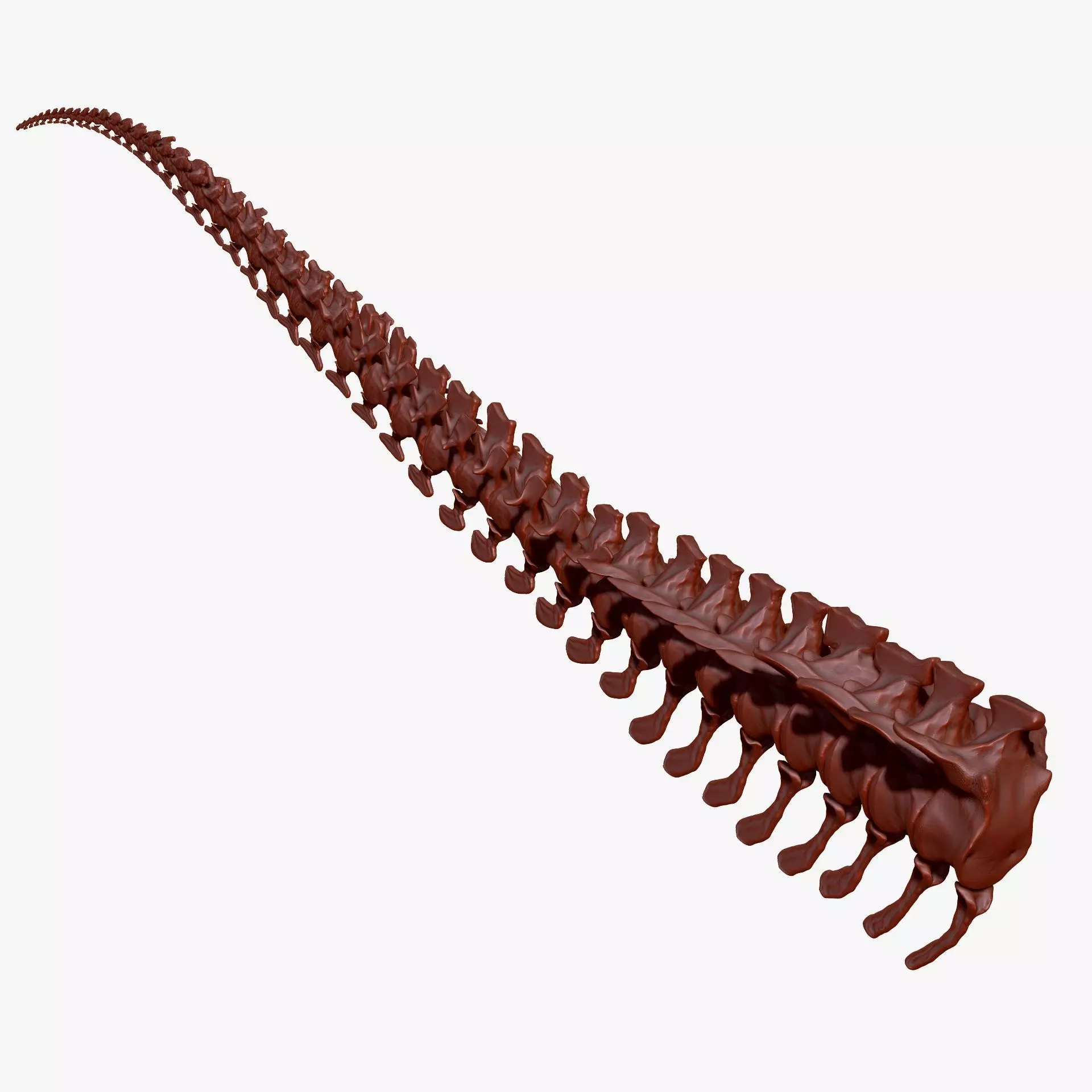 TRex Tail Set Skeletons 3D model_0