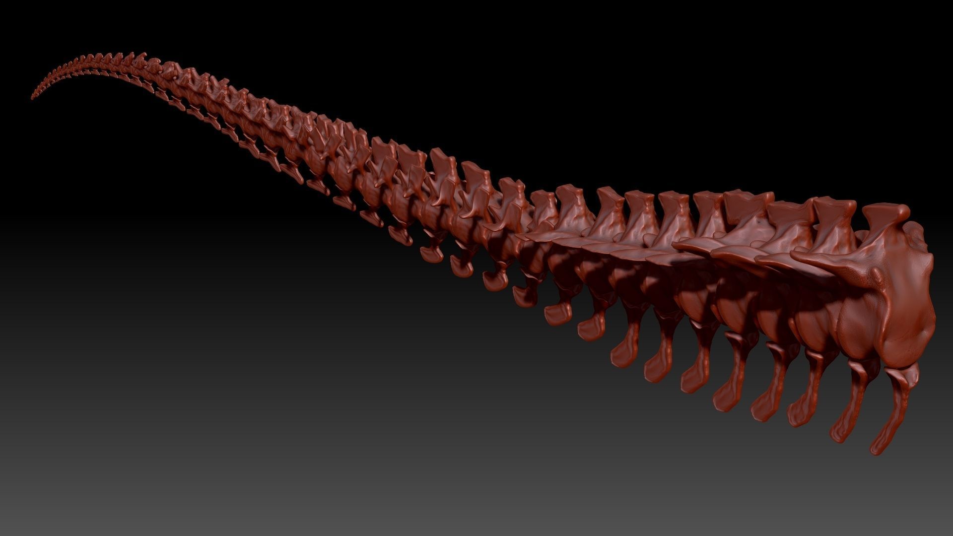 TRex Tail Set Skeletons 3D model_1