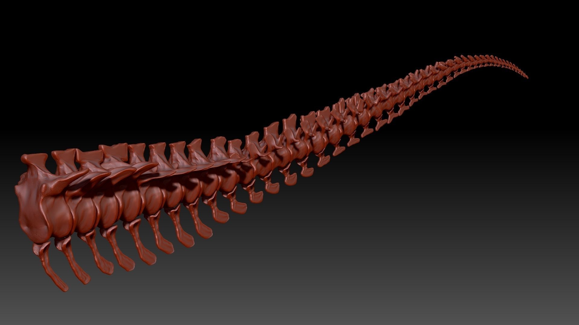 TRex Tail Set Skeletons 3D model_3