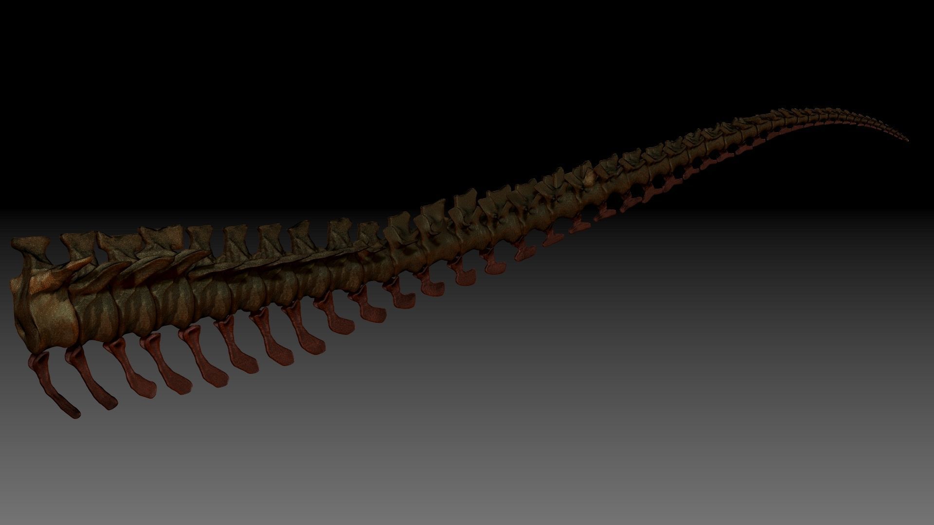 TRex Tail Set Skeletons 3D model_2