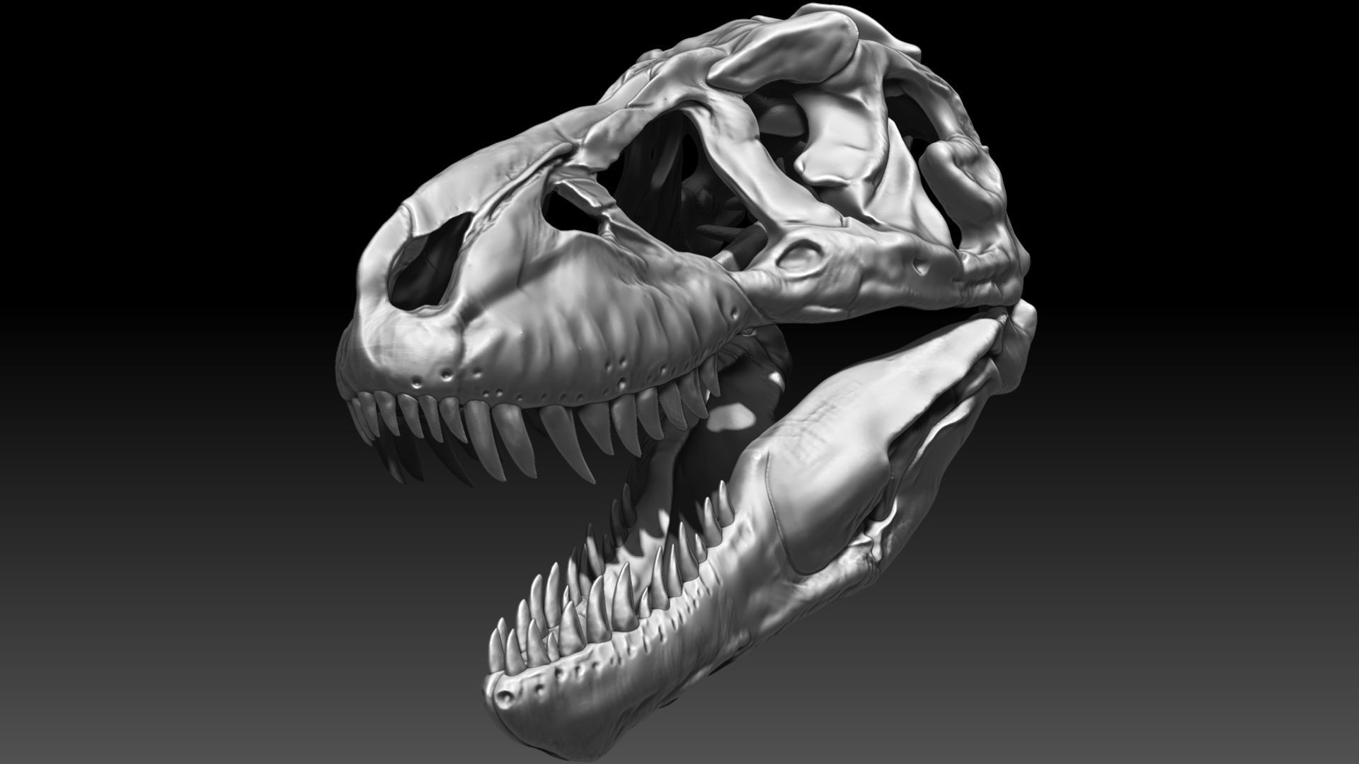 Dinosaur Tyrannosaurus Rex SUE Skull Set 3D model_5