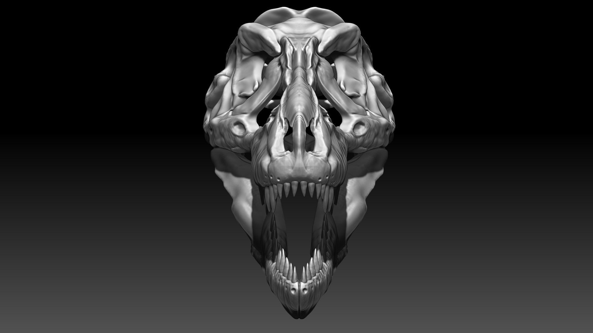 Dinosaur Tyrannosaurus Rex SUE Skull Set 3D model_1