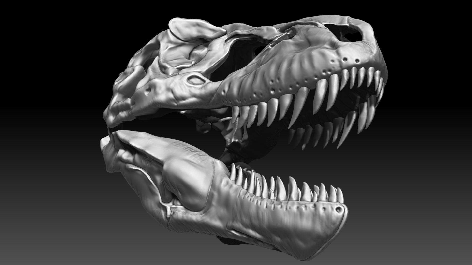Dinosaur Tyrannosaurus Rex SUE Skull Set 3D model_2