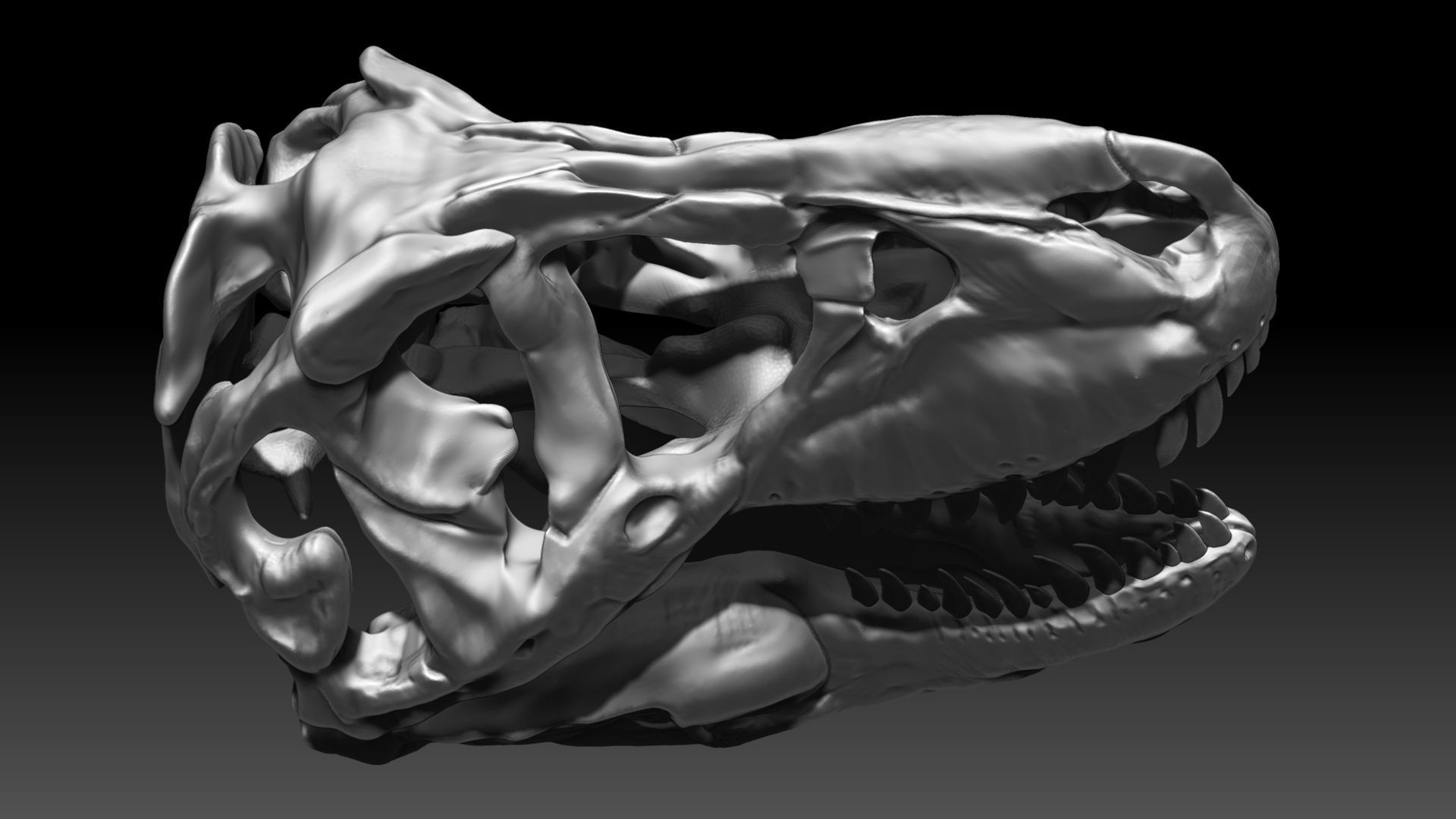 Dinosaur Tyrannosaurus Rex SUE Skull Set 3D model_4