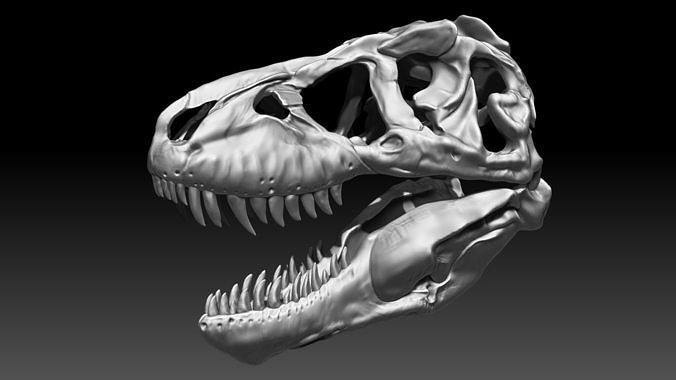 Tyrannosaurus Rex SUE Skull Set 3D model