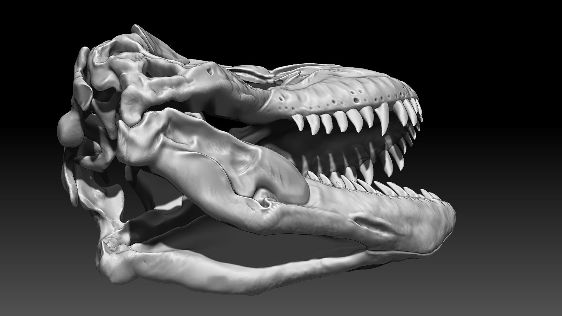 Dinosaur Tyrannosaurus Rex SUE Skull Set 3D model_3