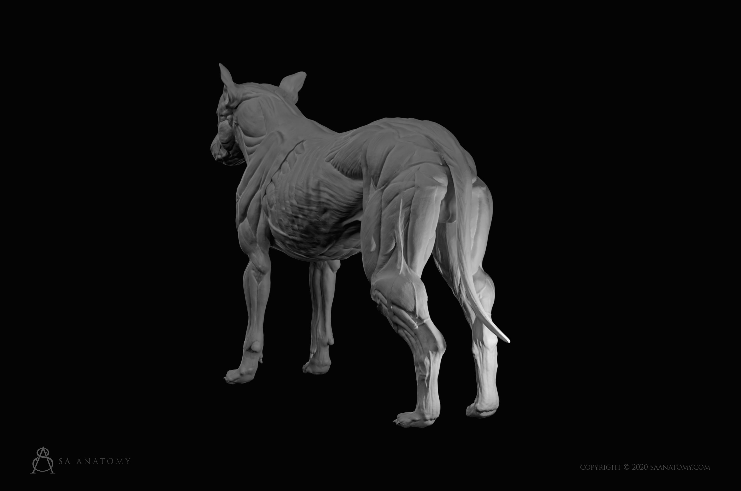 Dog-Canine Anatomy 3D print model_3