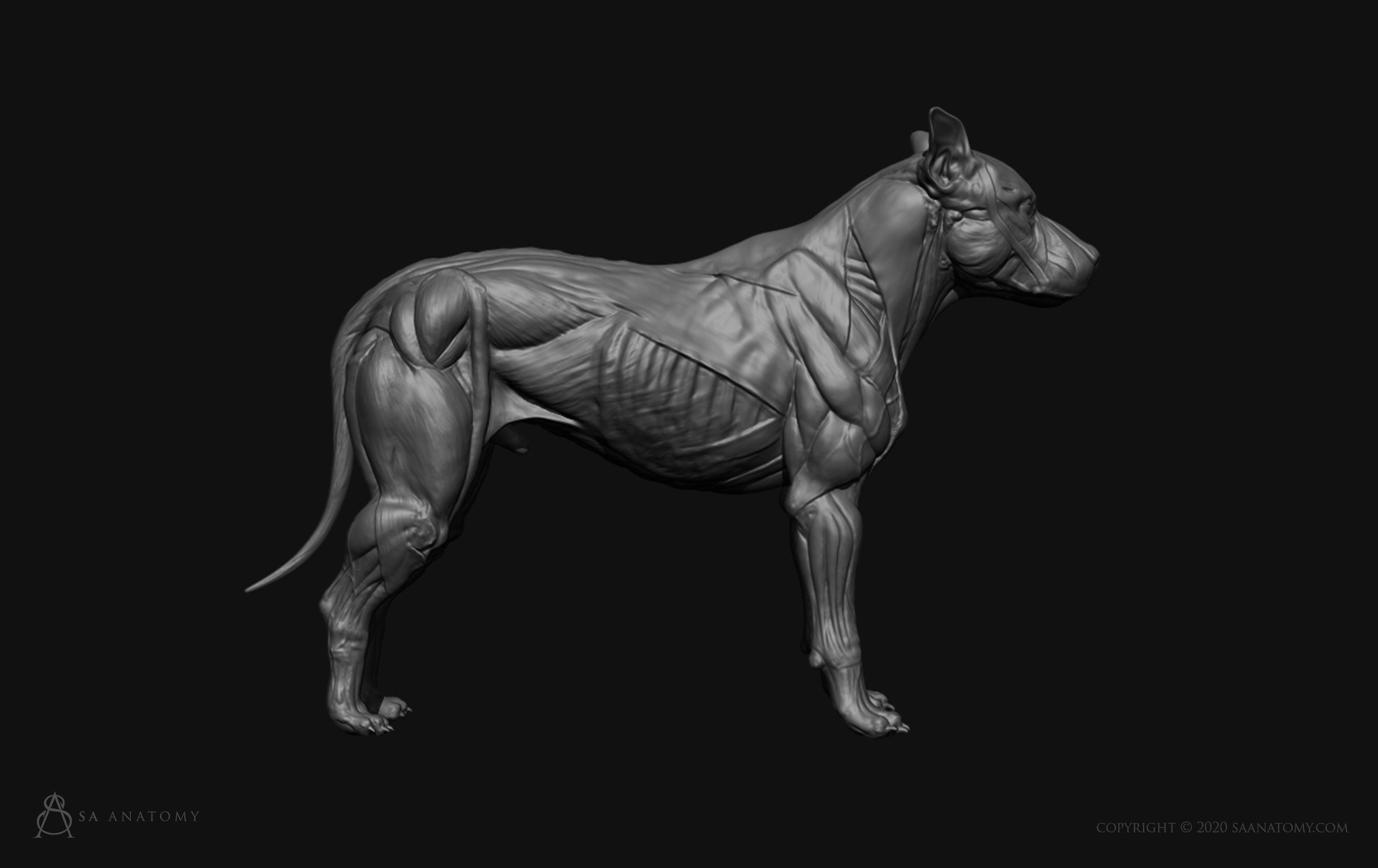 Dog-Canine Anatomy 3D print model_7