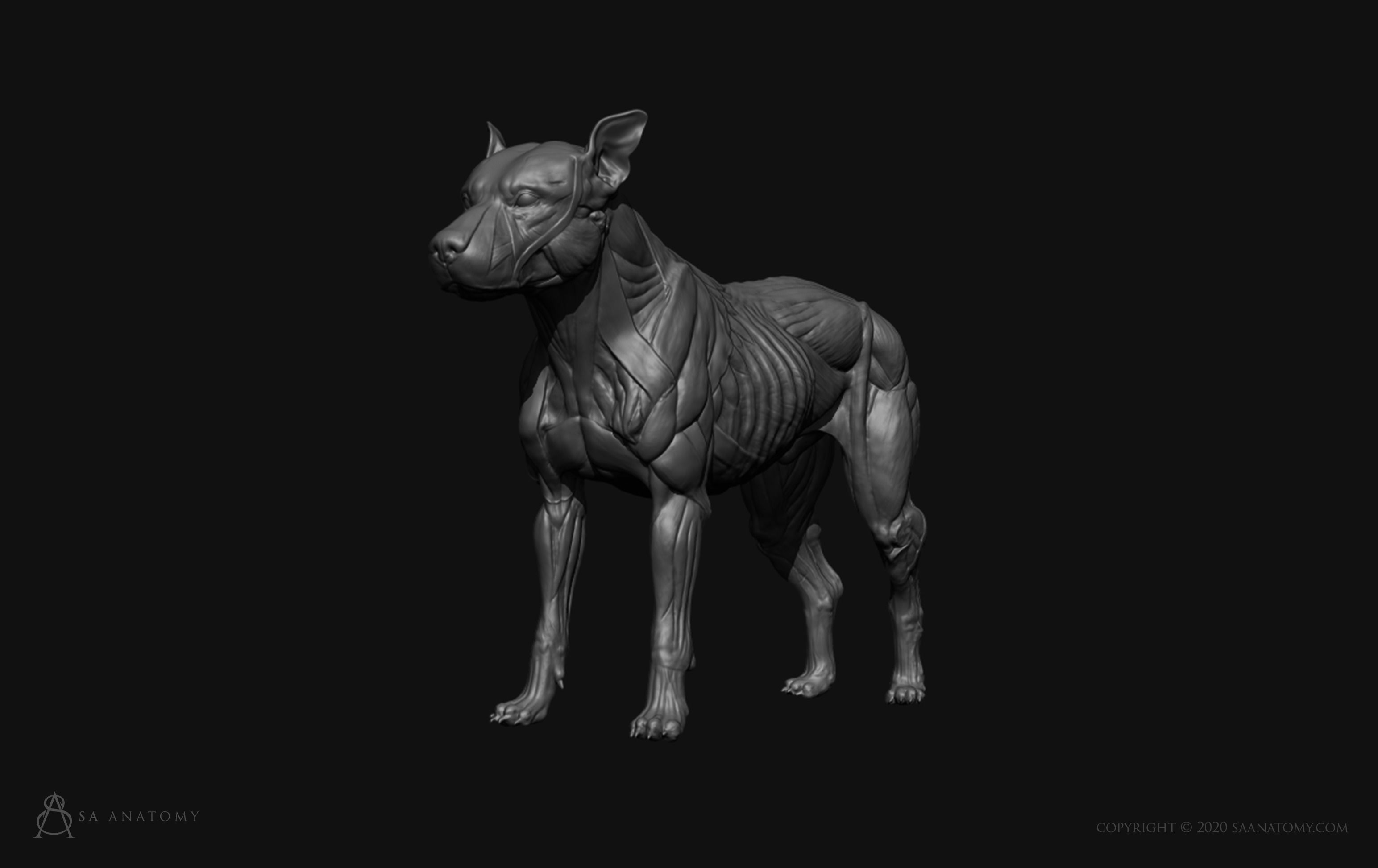 Dog-Canine Anatomy 3D print model_10