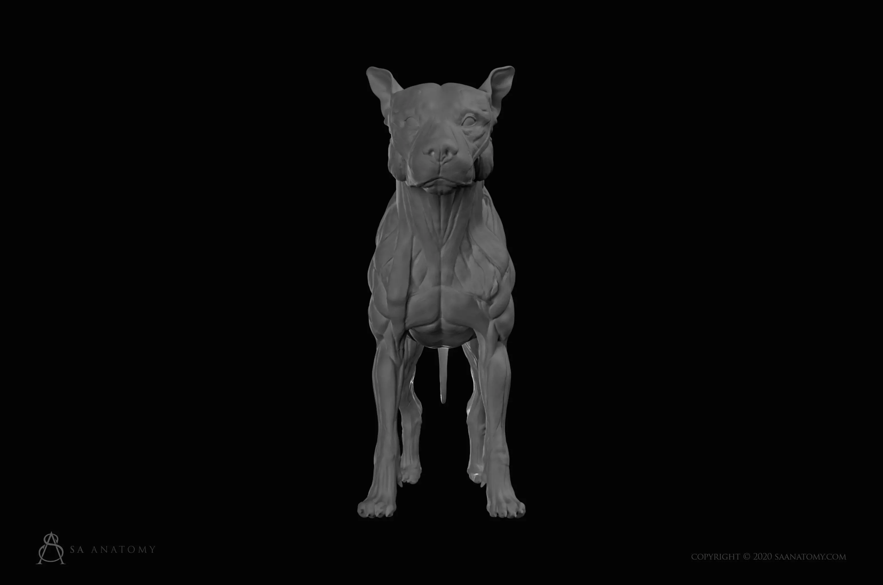 Dog-Canine Anatomy 3D print model_0