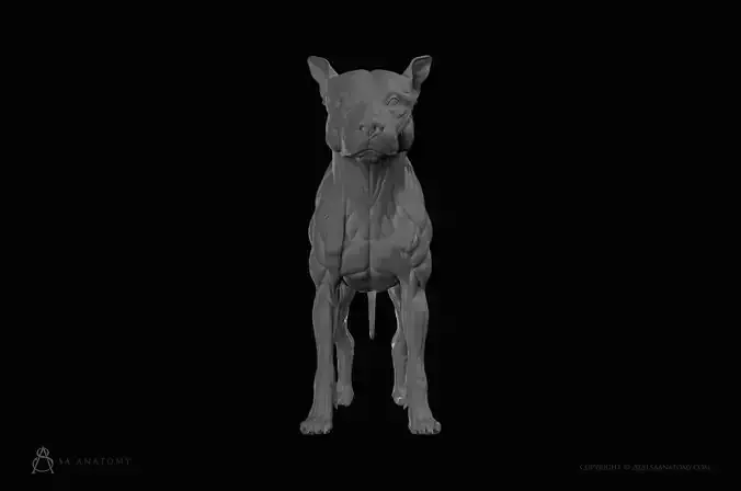 Dog-Canine Anatomy 3D print model