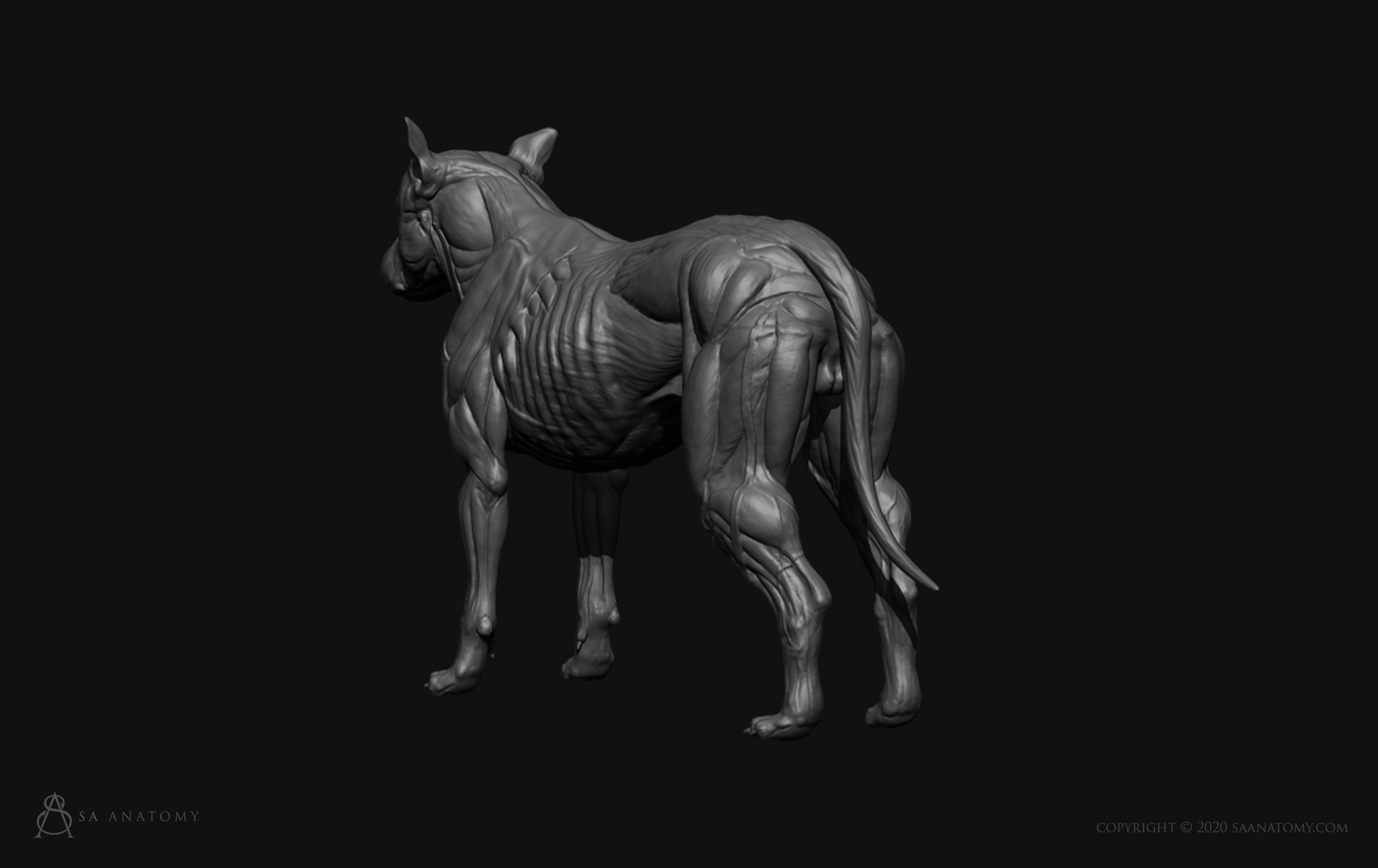 Dog-Canine Anatomy 3D print model_12