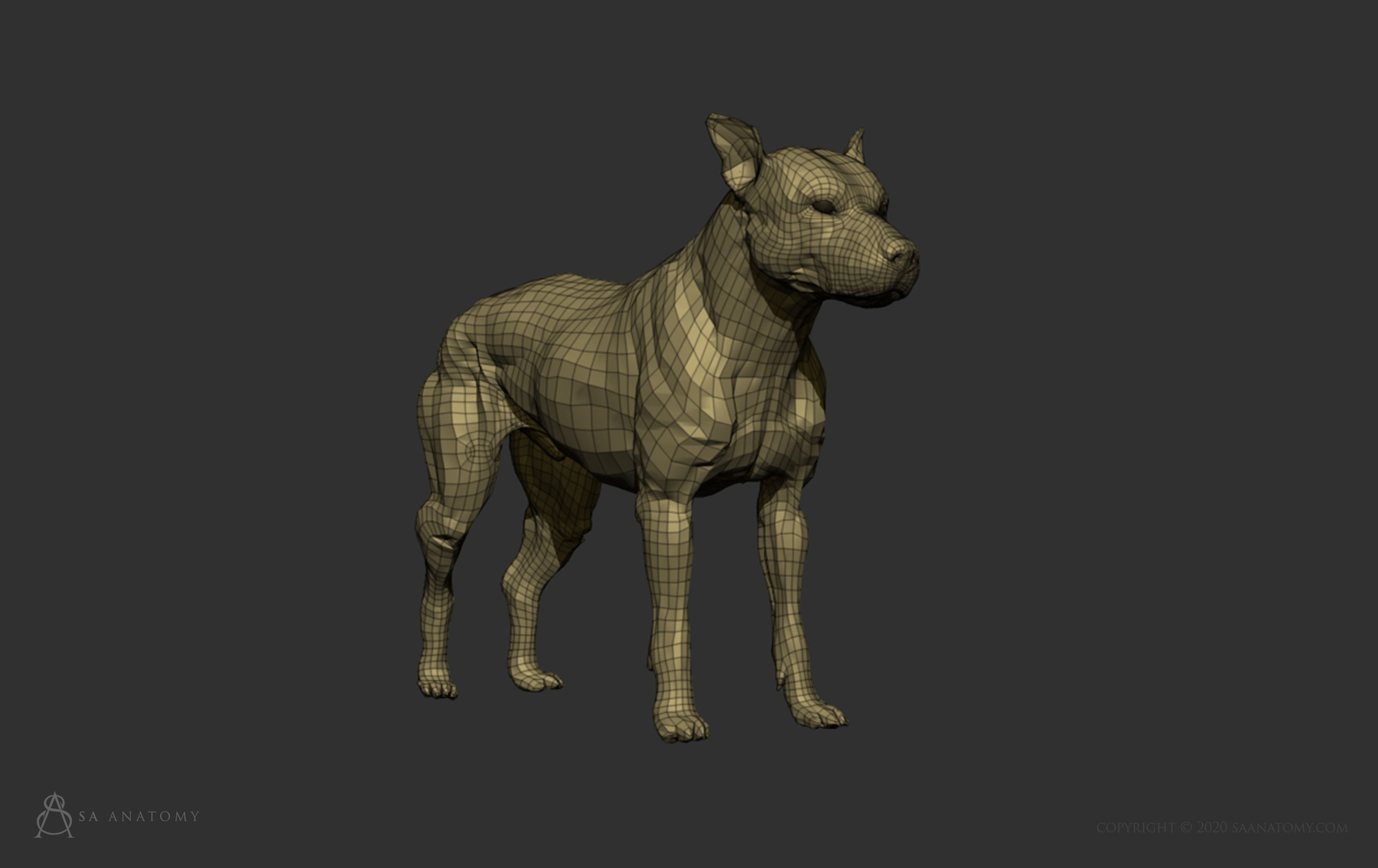 Dog-Canine Anatomy 3D print model_15