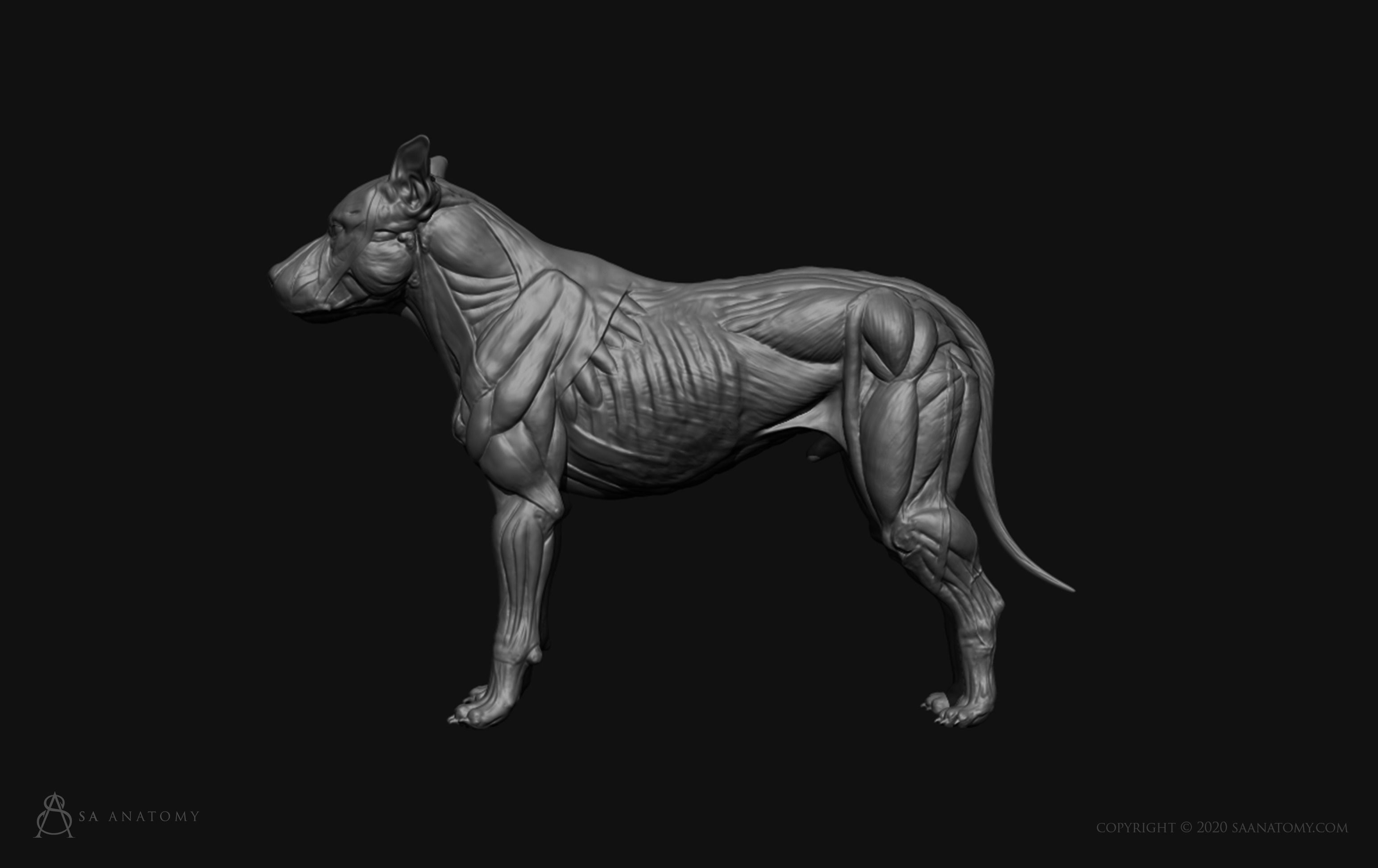 Dog-Canine Anatomy 3D print model_14