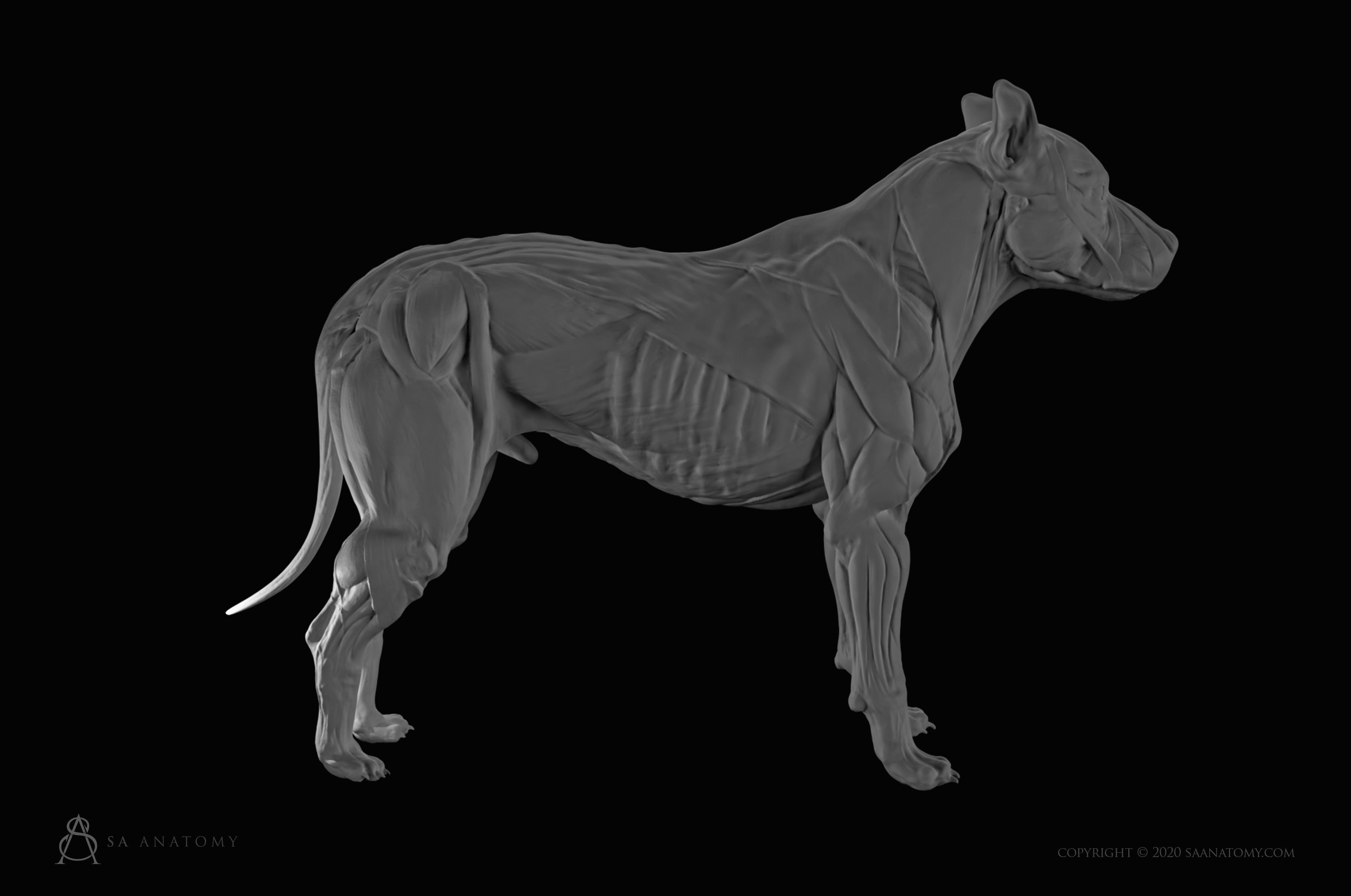 Dog-Canine Anatomy 3D print model_4