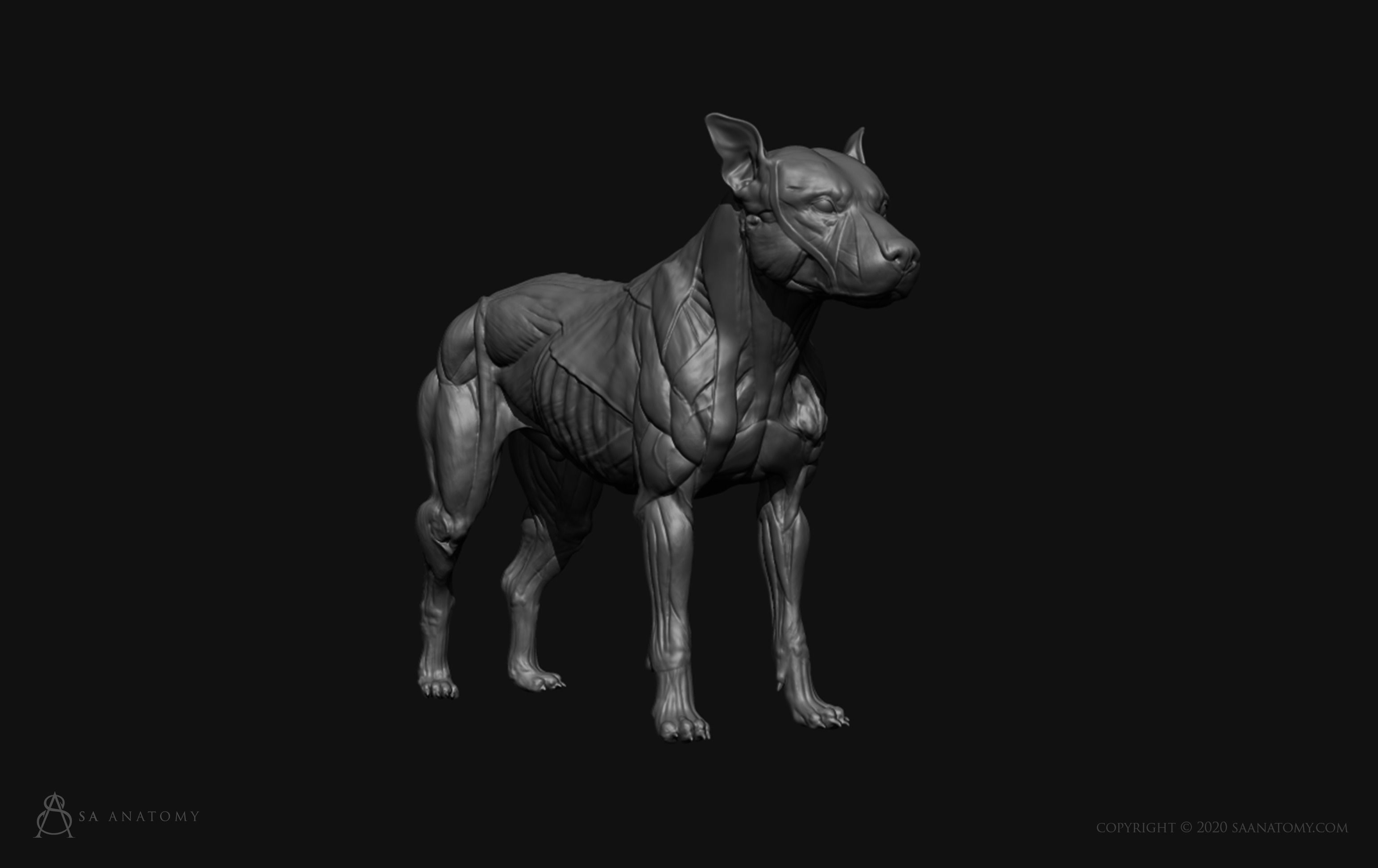Dog-Canine Anatomy 3D print model_5