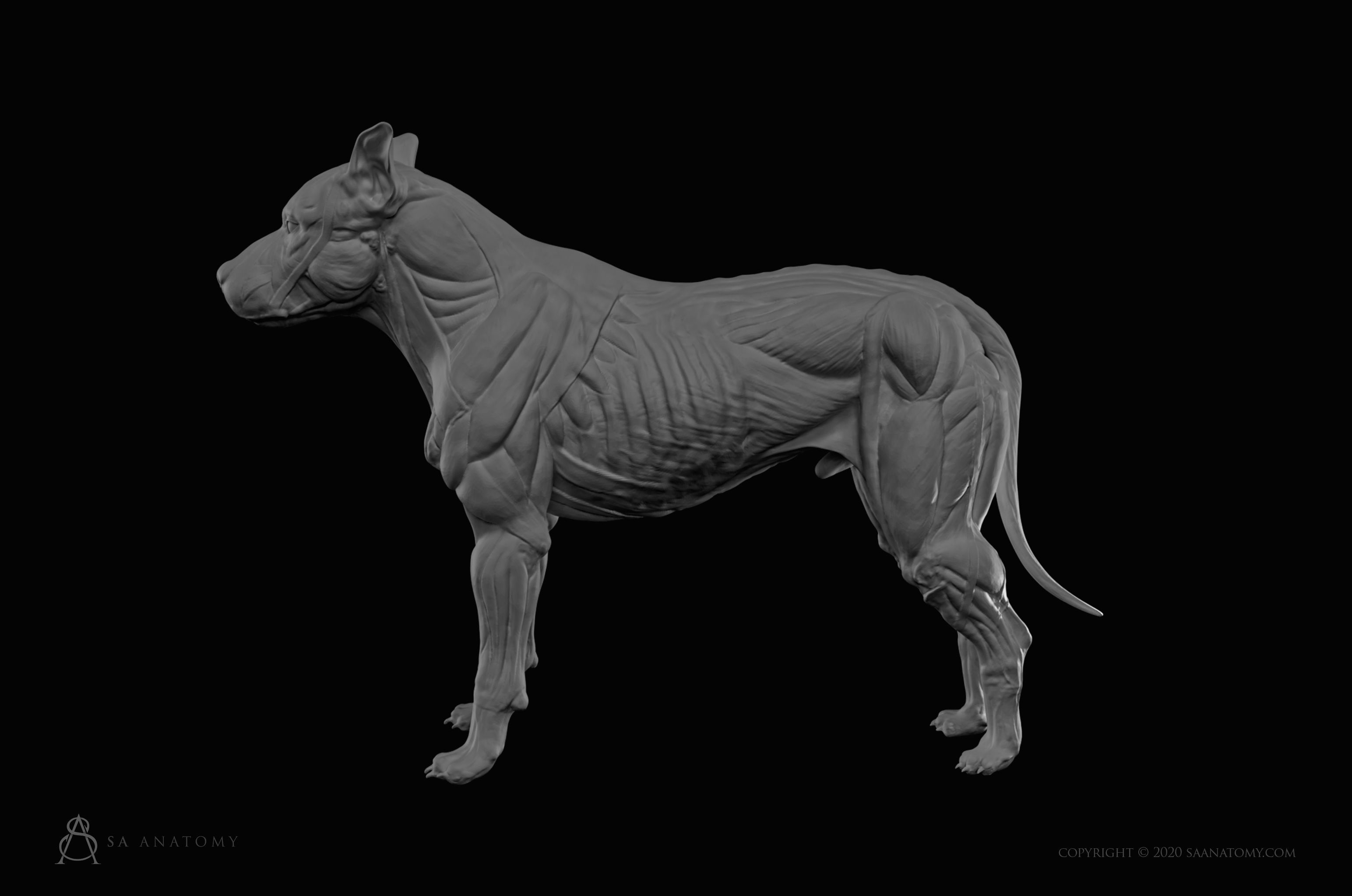 Dog-Canine Anatomy 3D print model_2