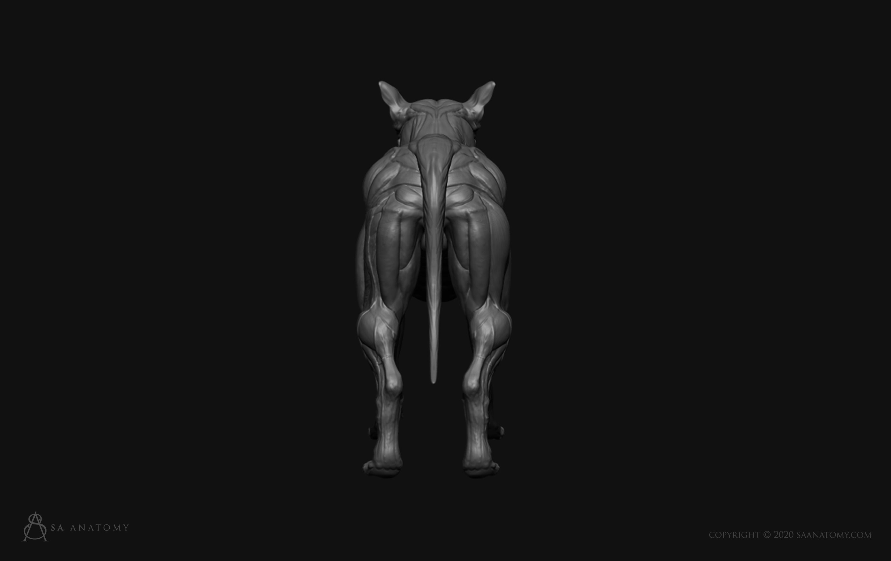 Dog-Canine Anatomy 3D print model_8