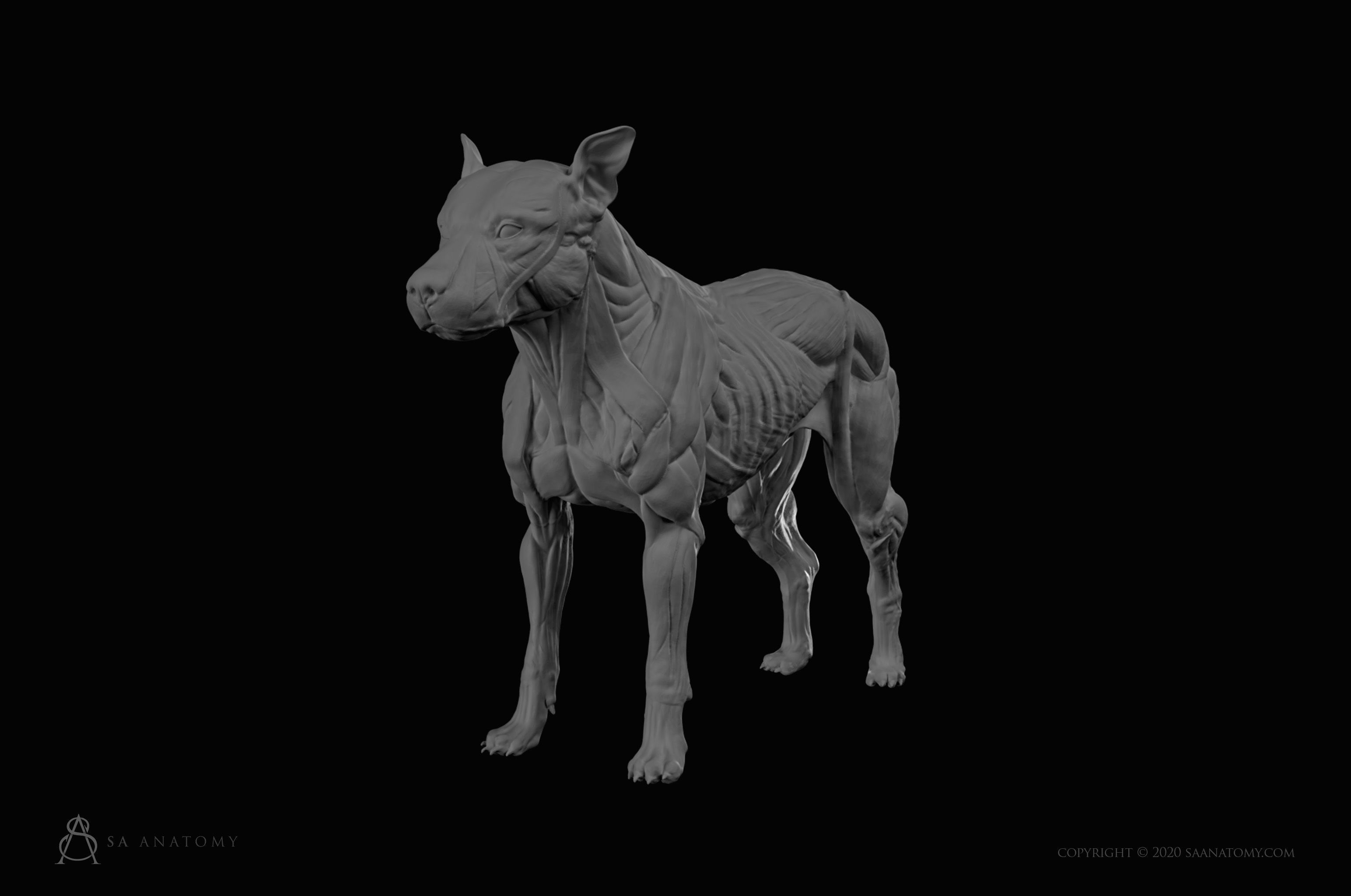 Dog-Canine Anatomy 3D print model_1