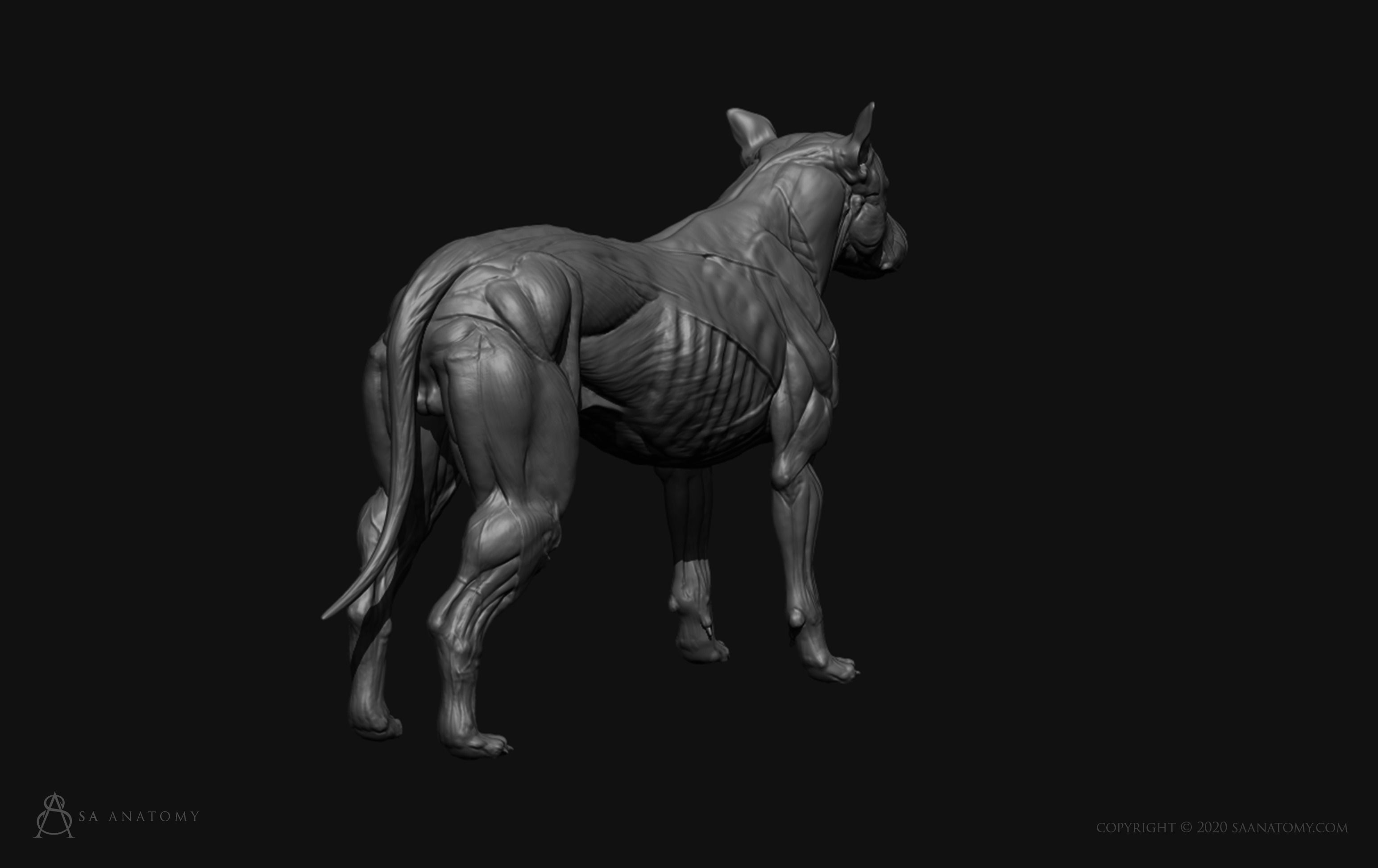 Dog-Canine Anatomy 3D print model_13