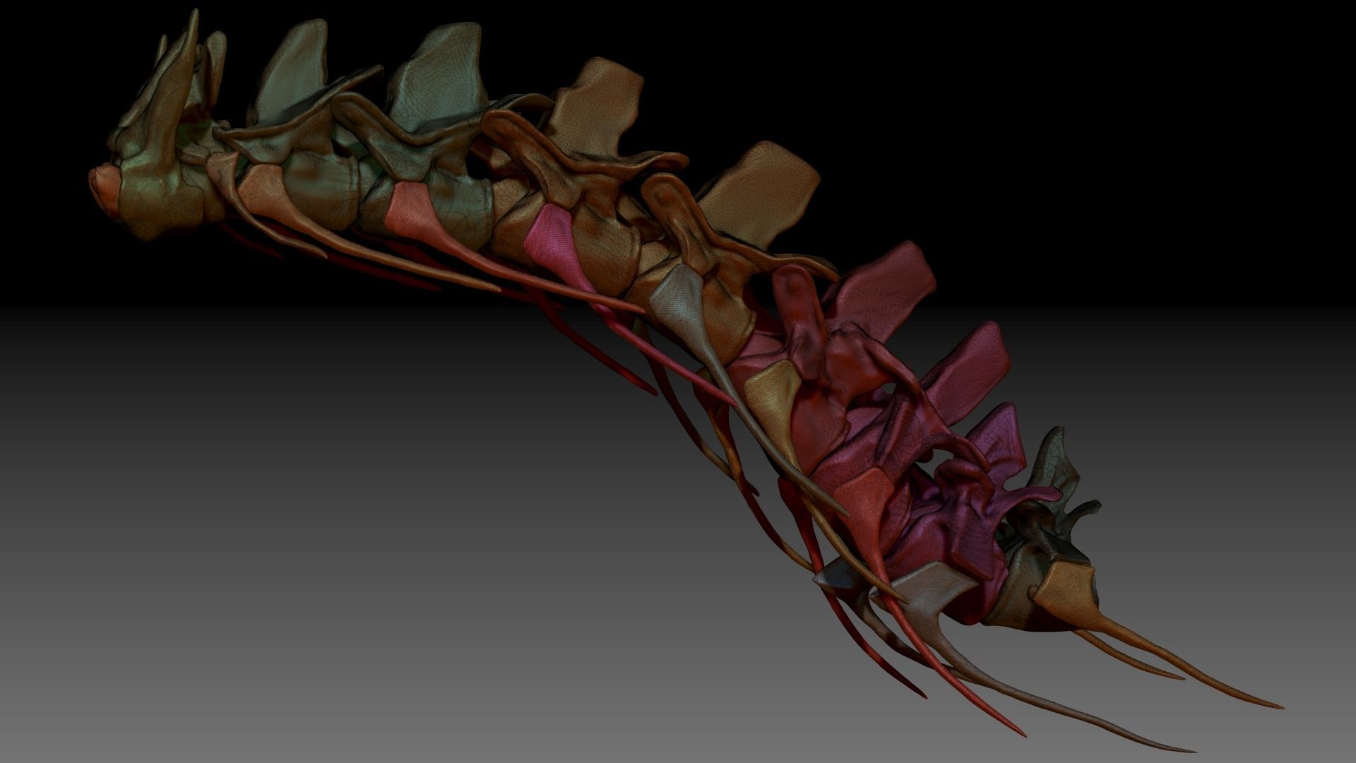 Spinosaurus Neck Skeletons Set 3D model_3