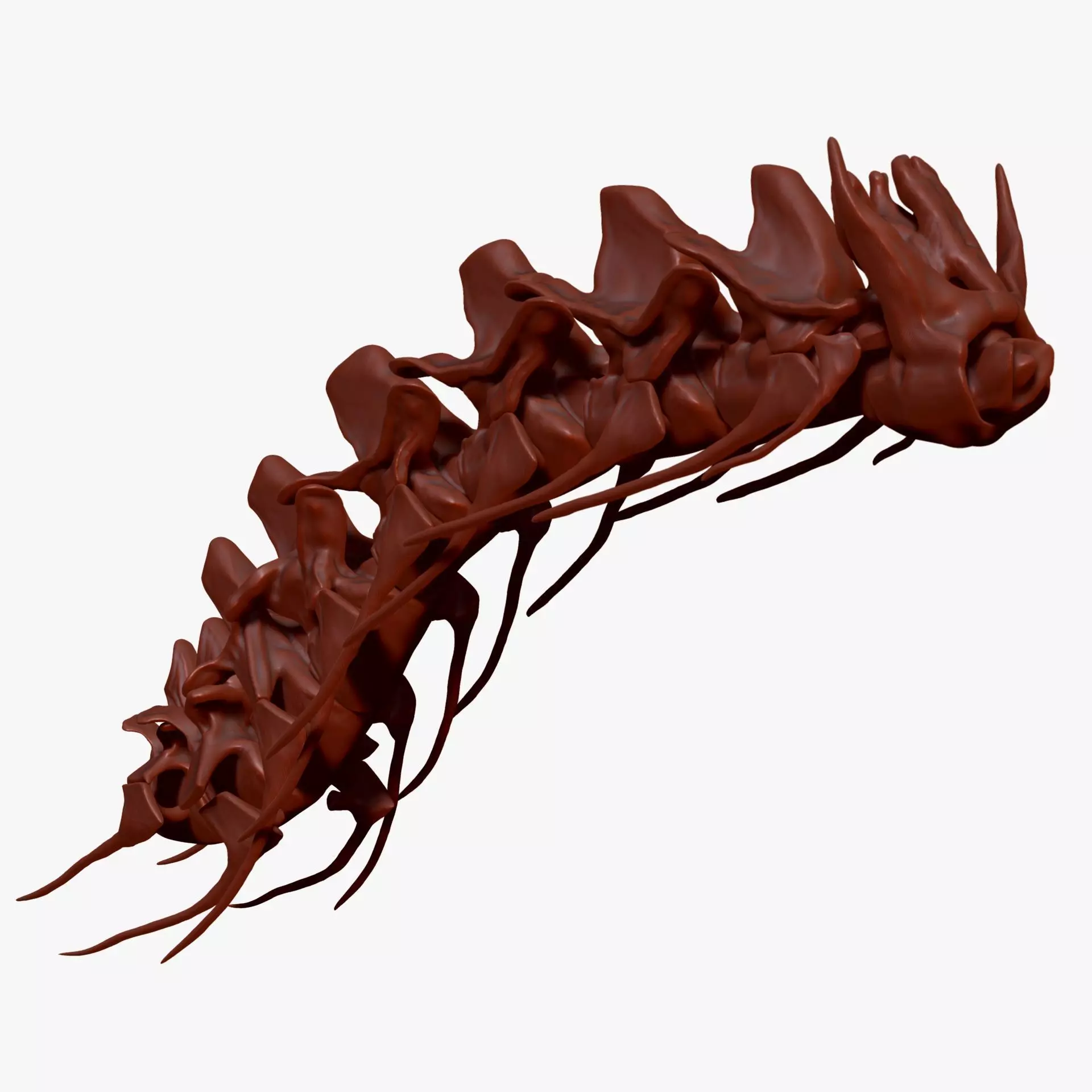 Spinosaurus Neck Skeletons Set 3D model_0