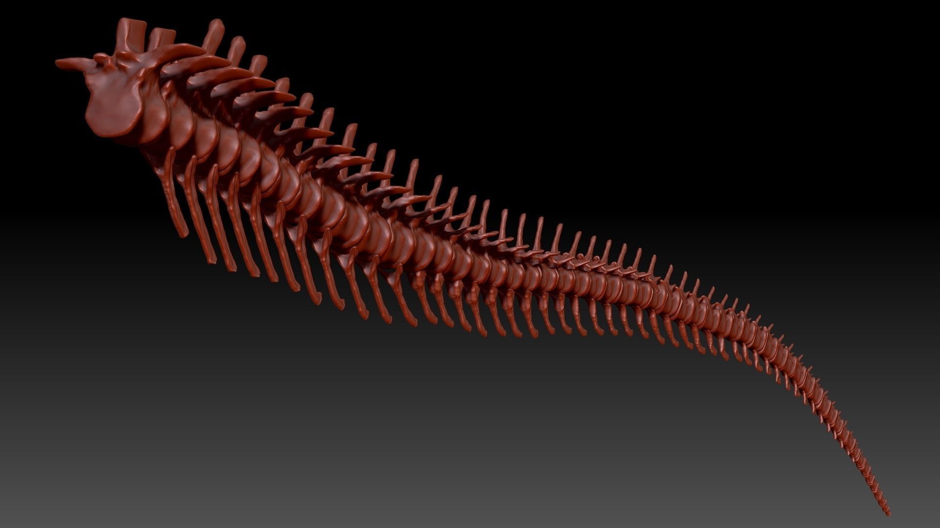 Dinosaur Spinosaurus Tail Skeletons Set 3D model_4