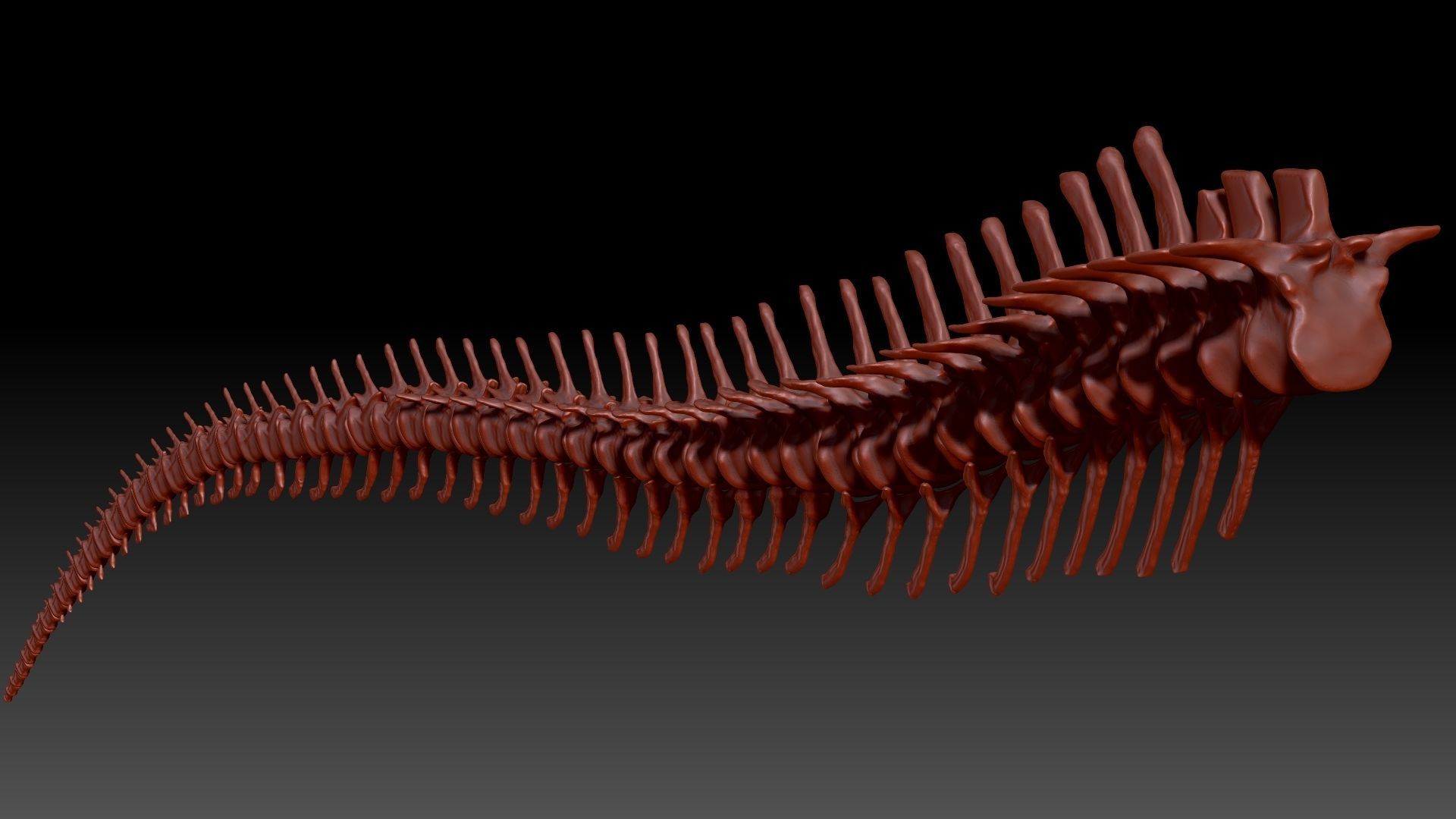 Dinosaur Spinosaurus Tail Skeletons Set 3D model_2
