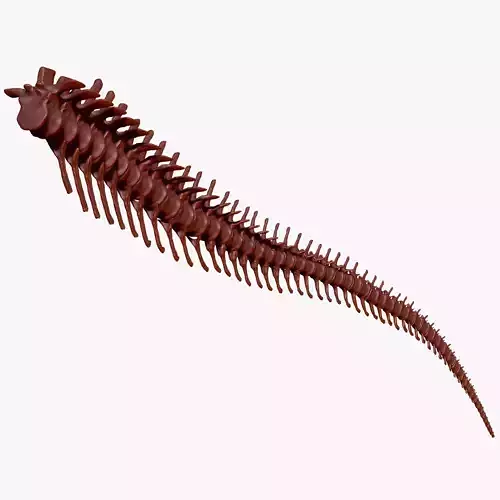 Dinosaur Spinosaurus Tail Skeletons Set