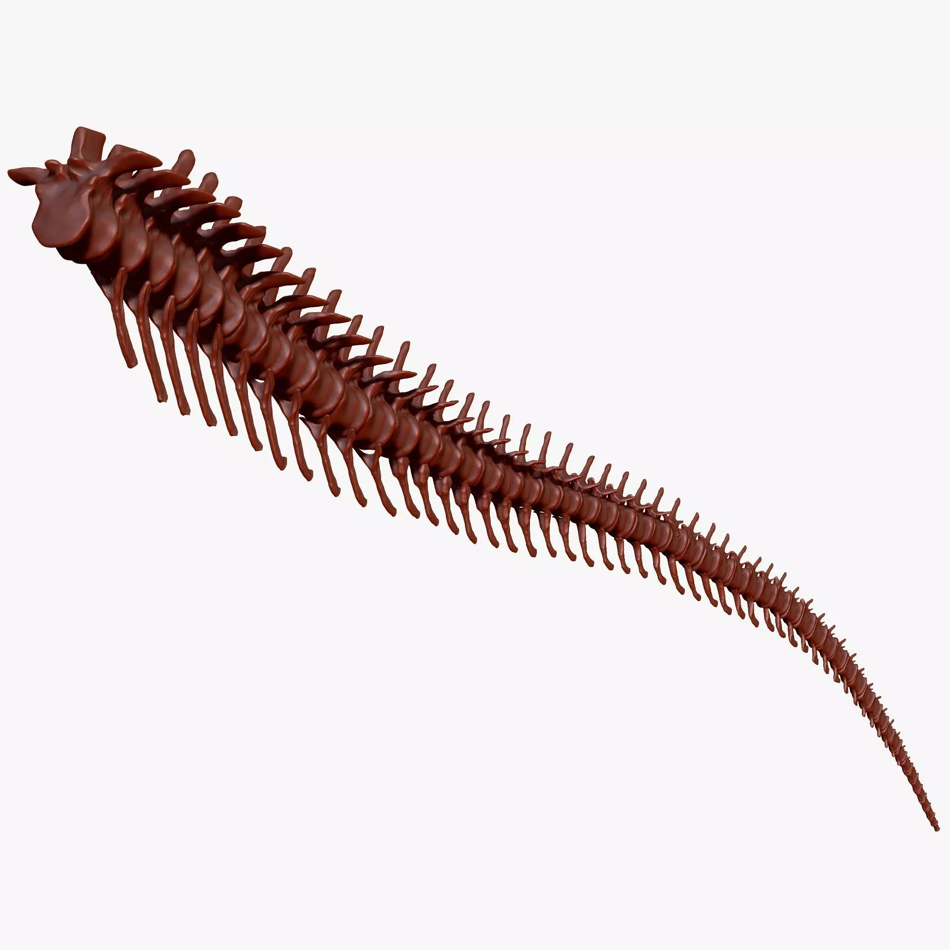 Dinosaur Spinosaurus Tail Skeletons Set 3D model_0
