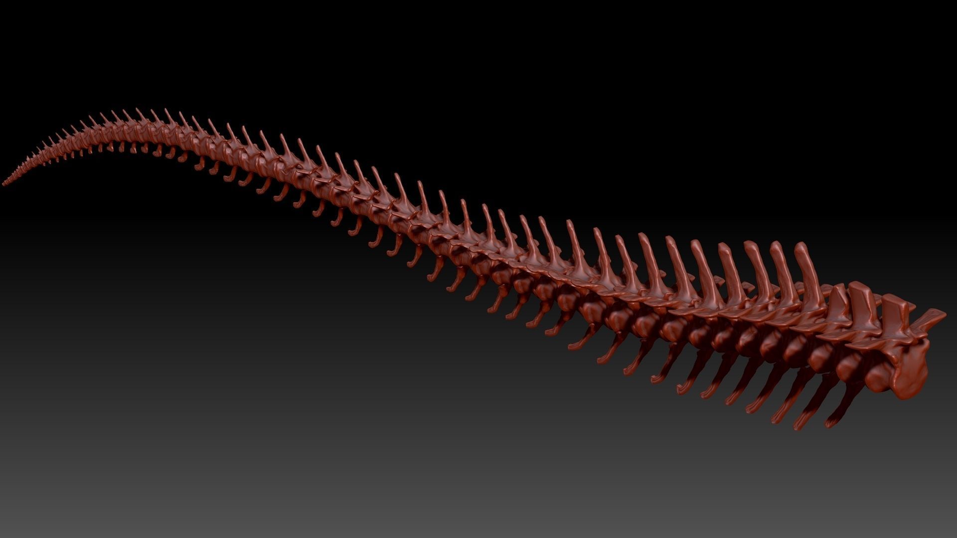 Dinosaur Spinosaurus Tail Skeletons Set 3D model_1