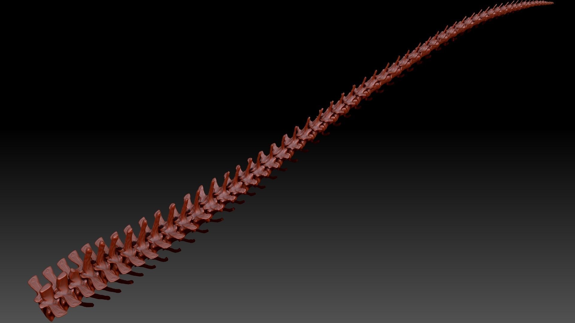 Dinosaur Spinosaurus Tail Skeletons Set 3D model_5