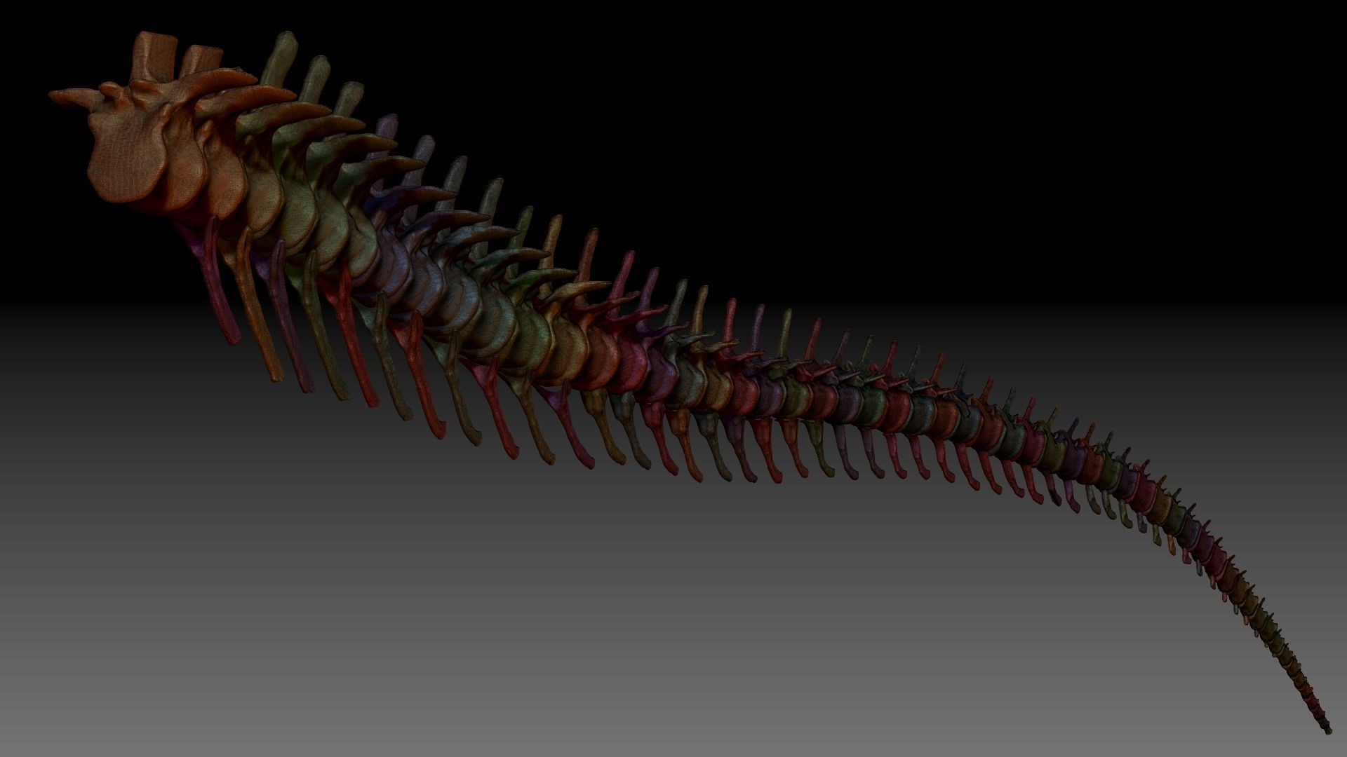 Dinosaur Spinosaurus Tail Skeletons Set 3D model_3