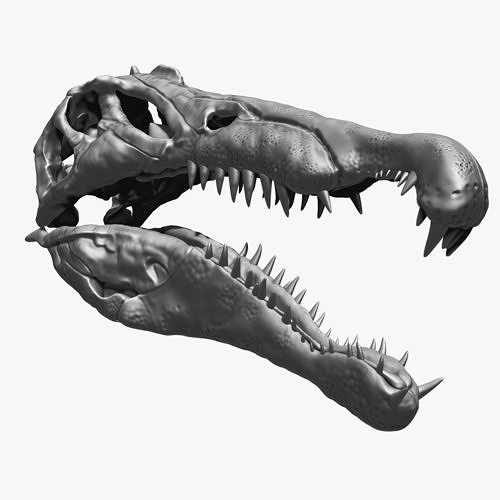 Spinosaurus Skull Set 3D model