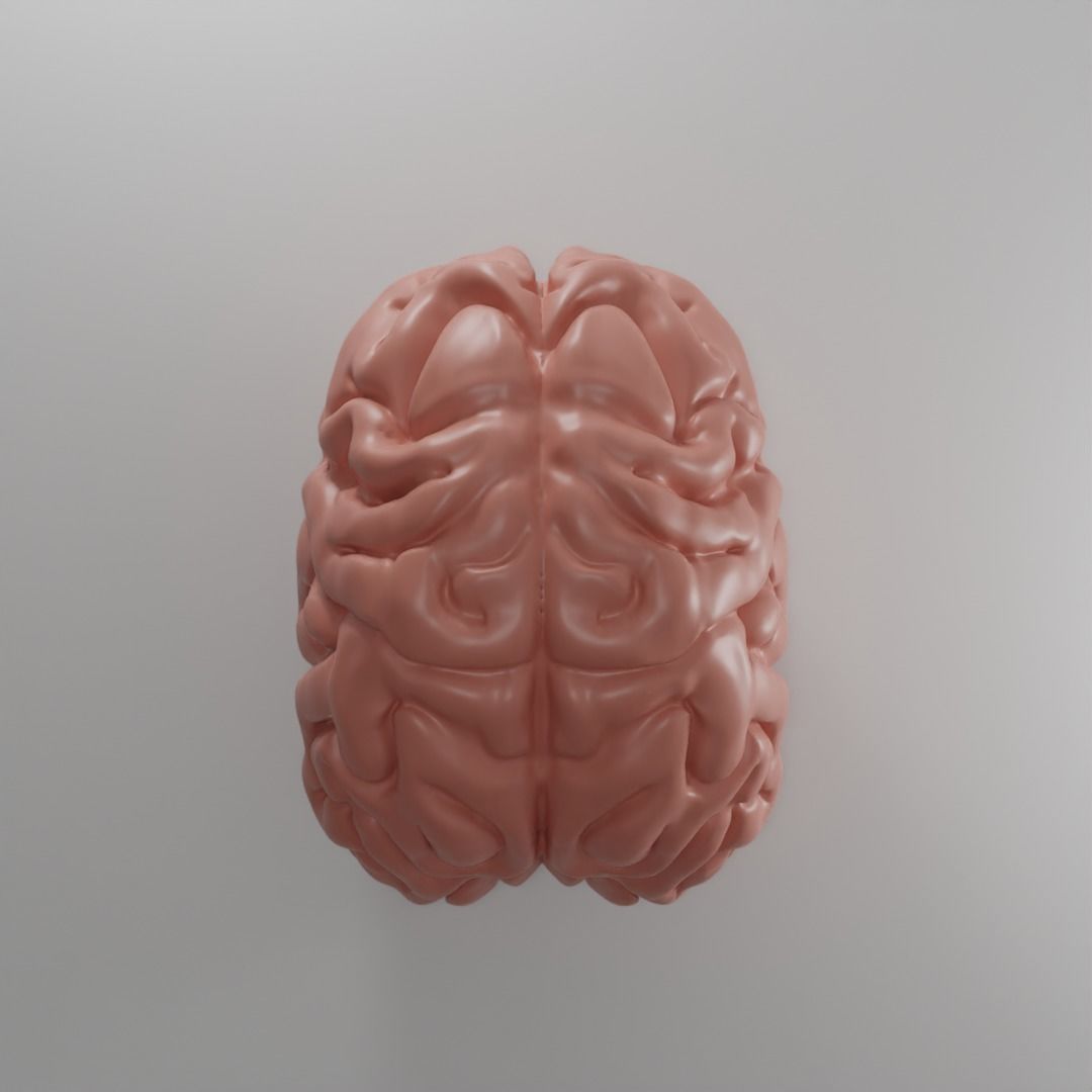 Brain human 3D model_2