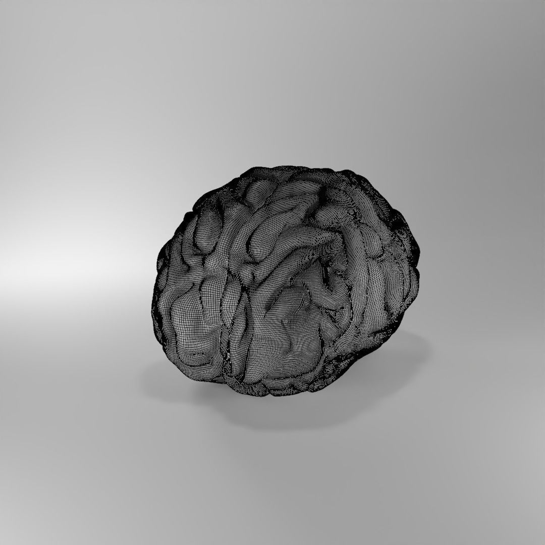 Brain human 3D model_3