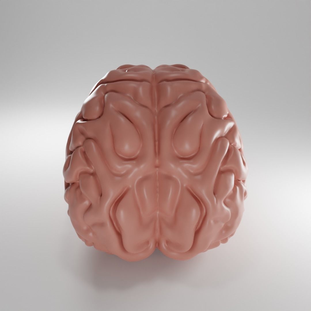Brain human 3D model_1