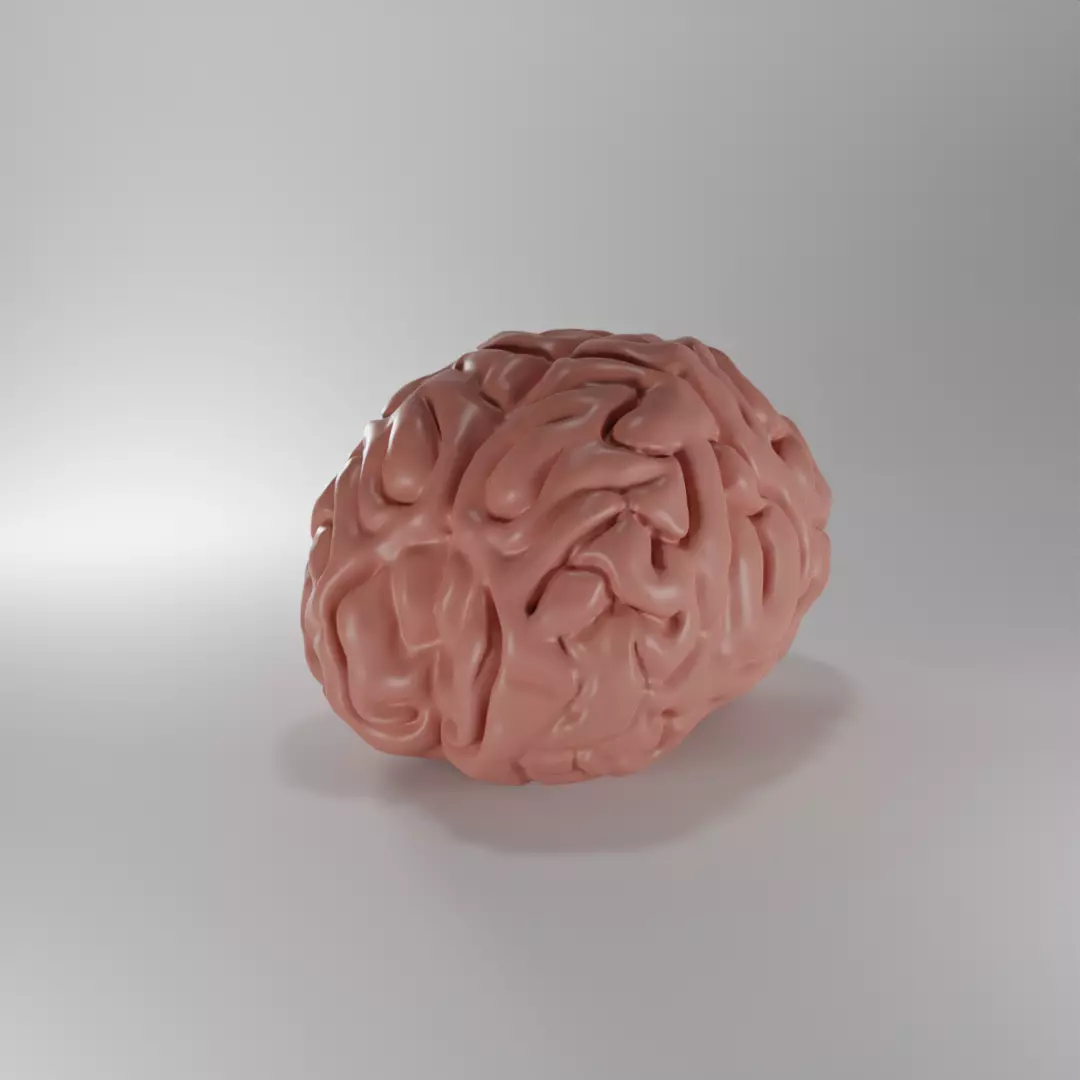 Brain human 3D model_0