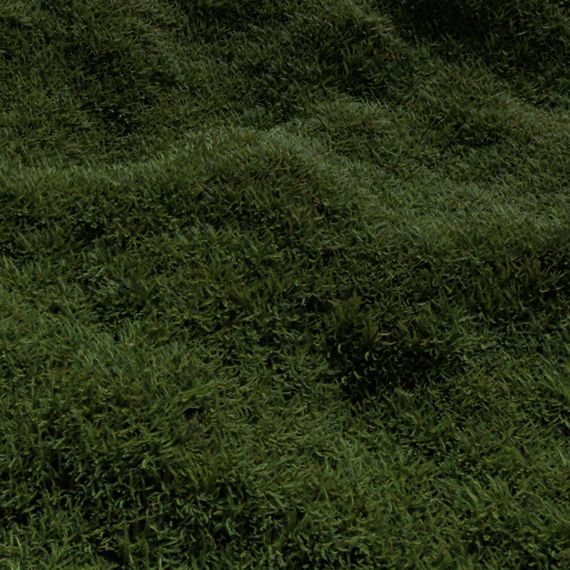 FOREST MOSS 3D model_1