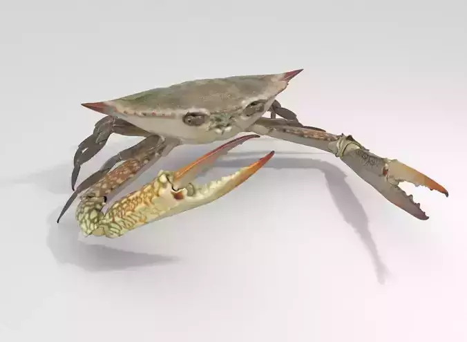 Realastic Crab