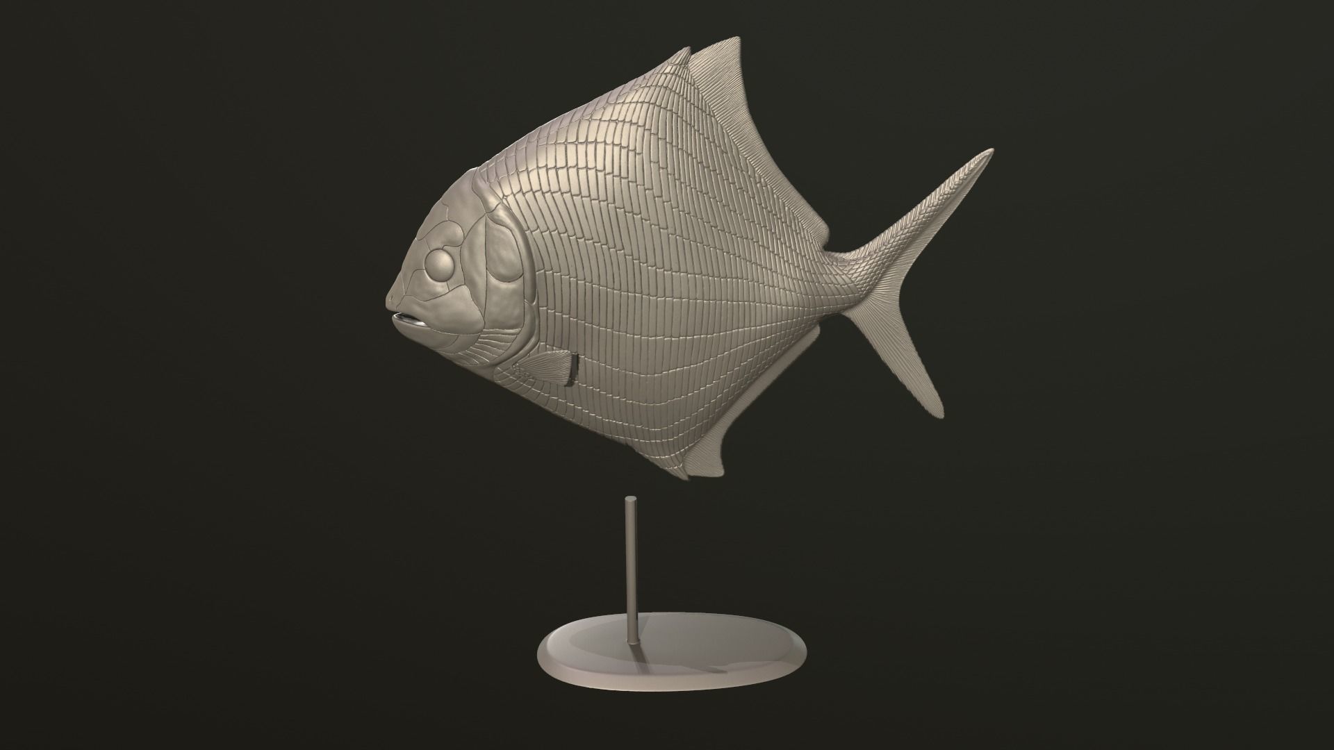 Cheirodus fish 3D print model_7