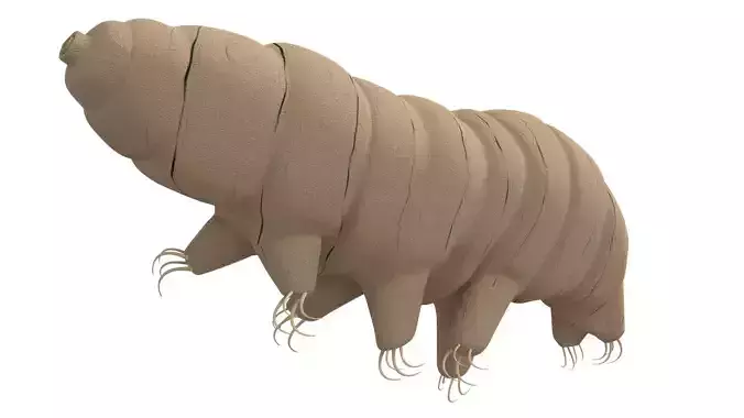 Tardigrade - rigged 3D model