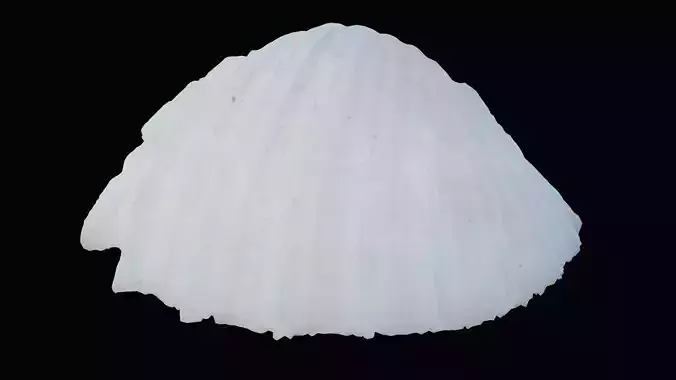 Sharp Bivalve Sea Shell Low-poly 3D model